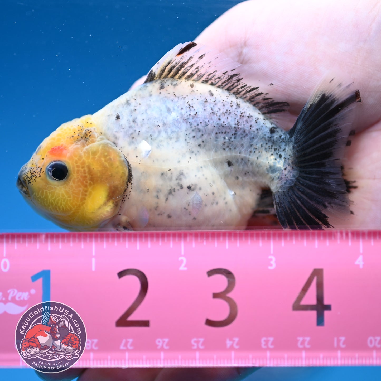 Shogun Juvenile Blue Based Oranda 3.2 inch Body (251205_OR09)