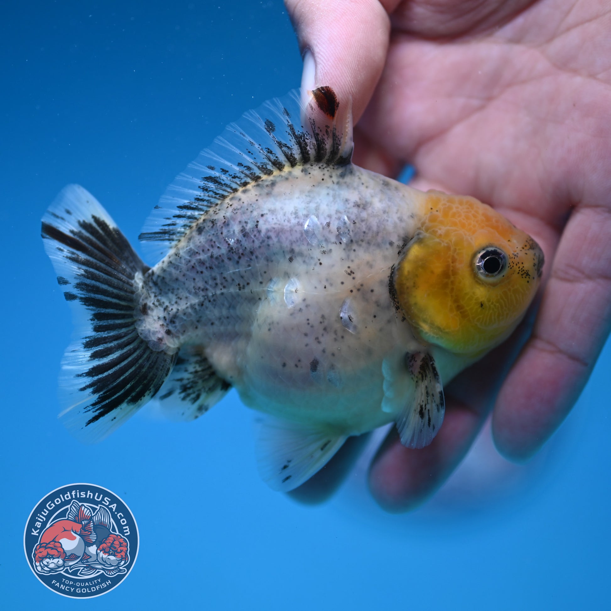 Shogun Juvenile Blue Based Oranda 3.2 inch Body (251205_OR09)