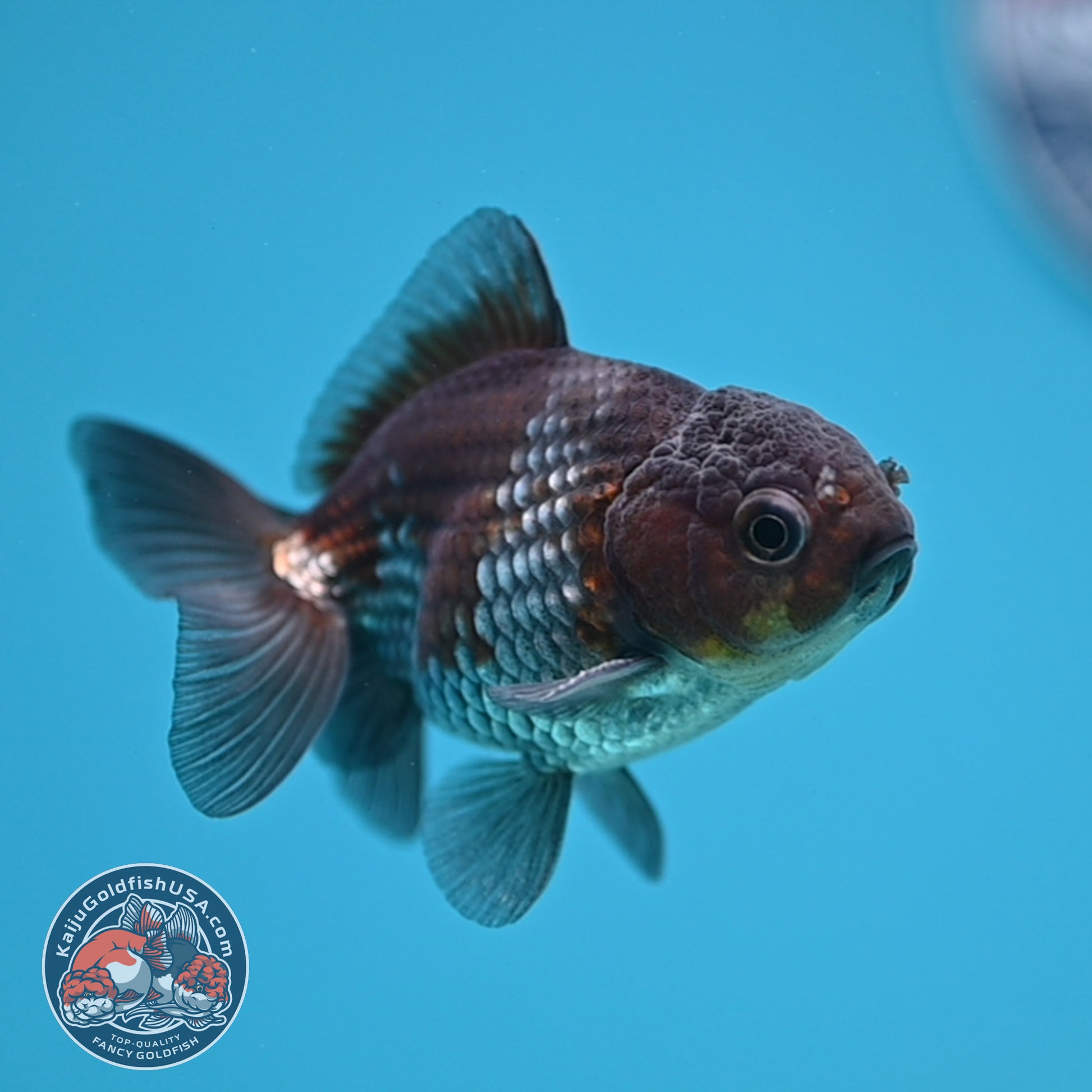 Shogun Juvenile Ochiba Oranda 3 inch Body (251205_OR01)