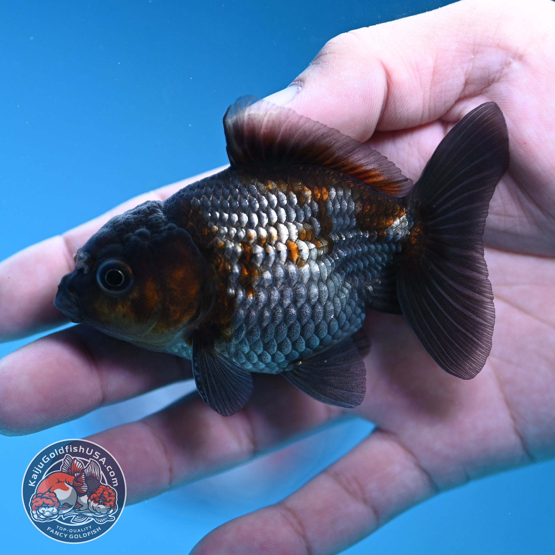 Shogun Juvenile Ochiba Oranda 3 inch Body (251205_OR01)