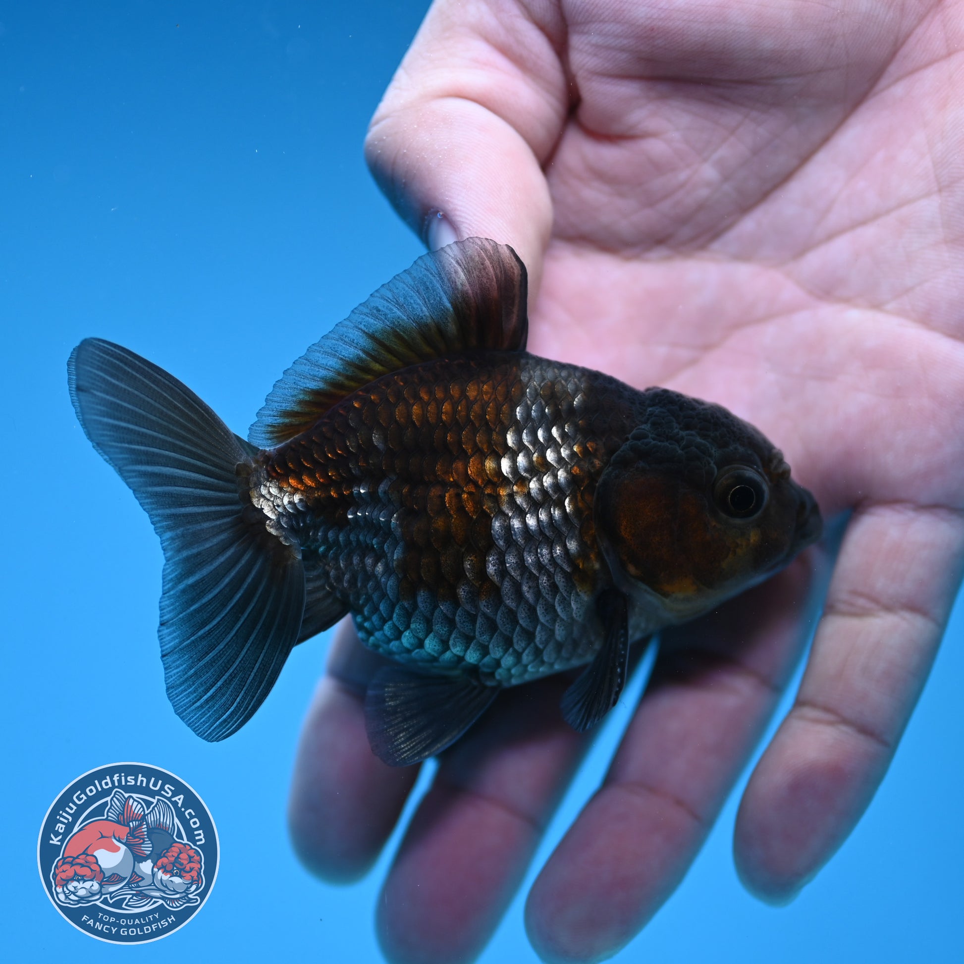 Shogun Juvenile Ochiba Oranda 3 inch Body (251205_OR01)