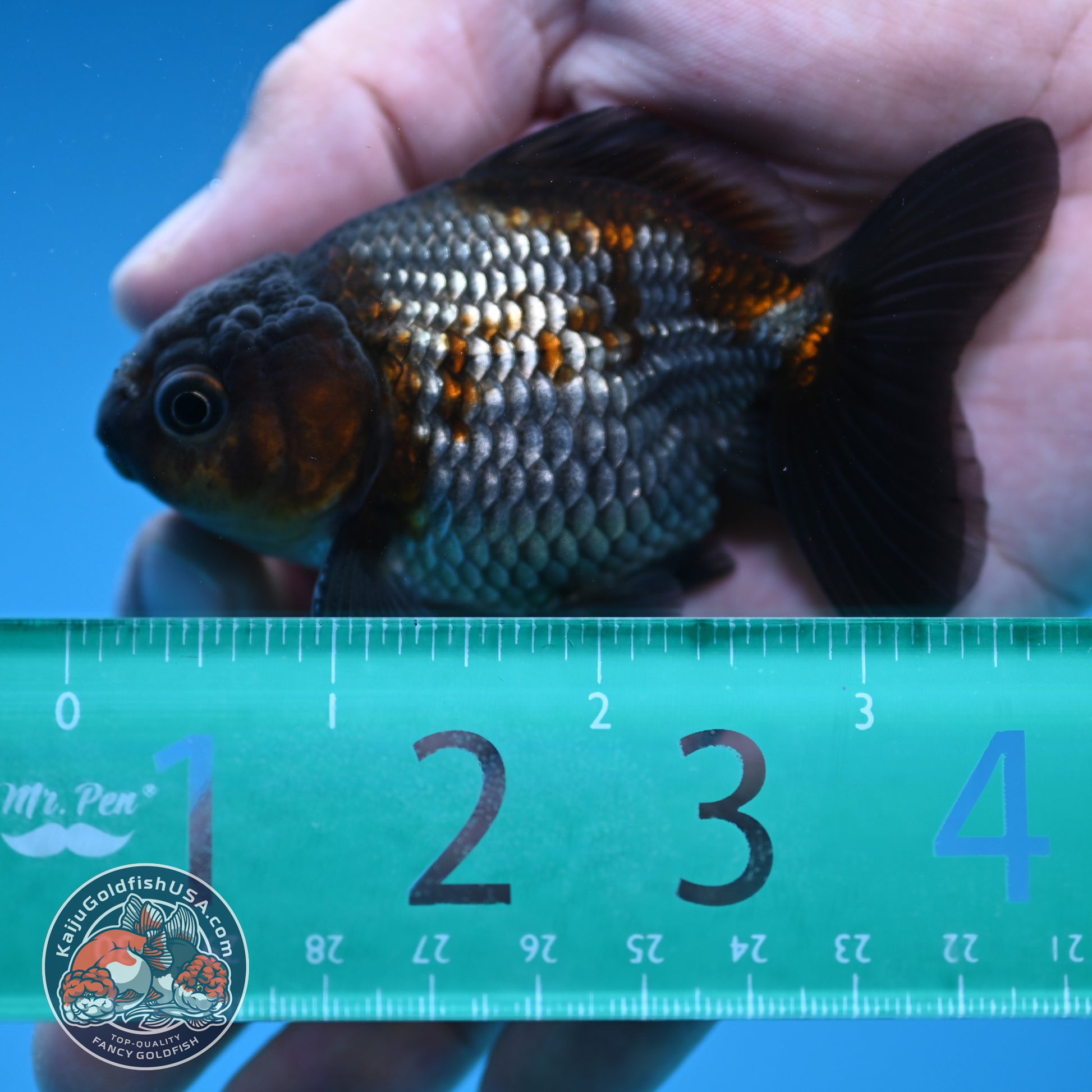 Shogun Juvenile Ochiba Oranda 3 inch Body (251205_OR01)