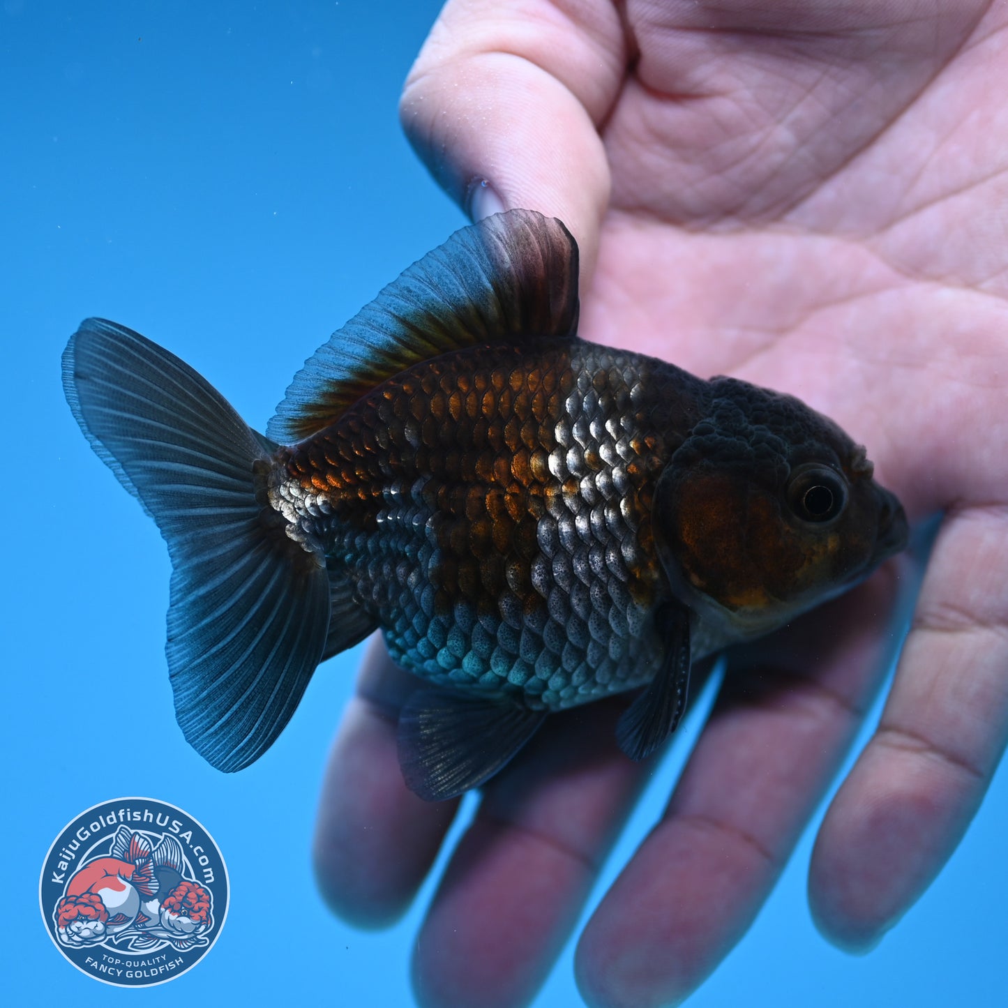 Shogun Juvenile Ochiba Oranda 3 inch Body (251205_OR01)