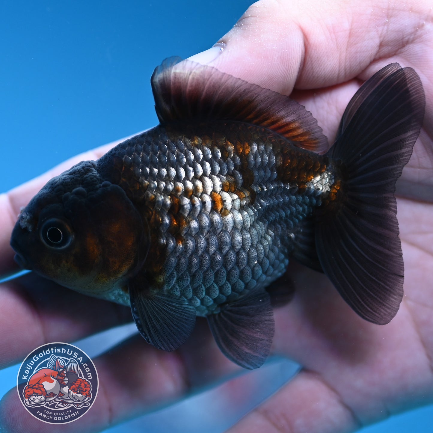 Shogun Juvenile Ochiba Oranda 3 inch Body (251205_OR01)