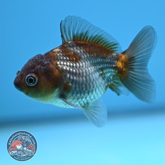 Shogun Juvenile Ochiba Oranda 3 inch Body (251205_OR07)