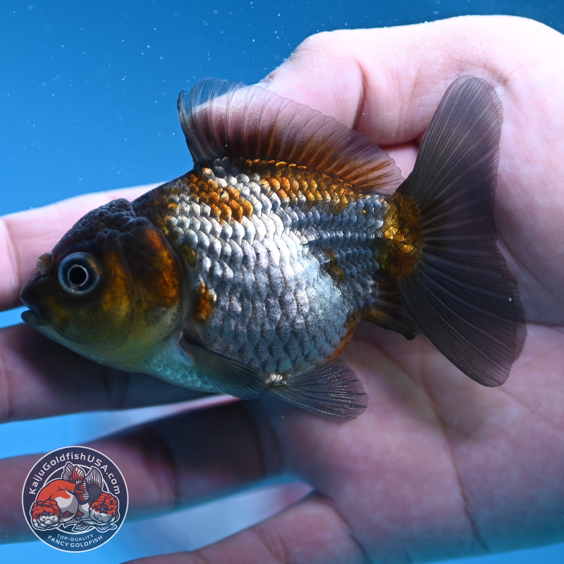 Shogun Juvenile Ochiba Oranda 3 inch Body (251205_OR07)