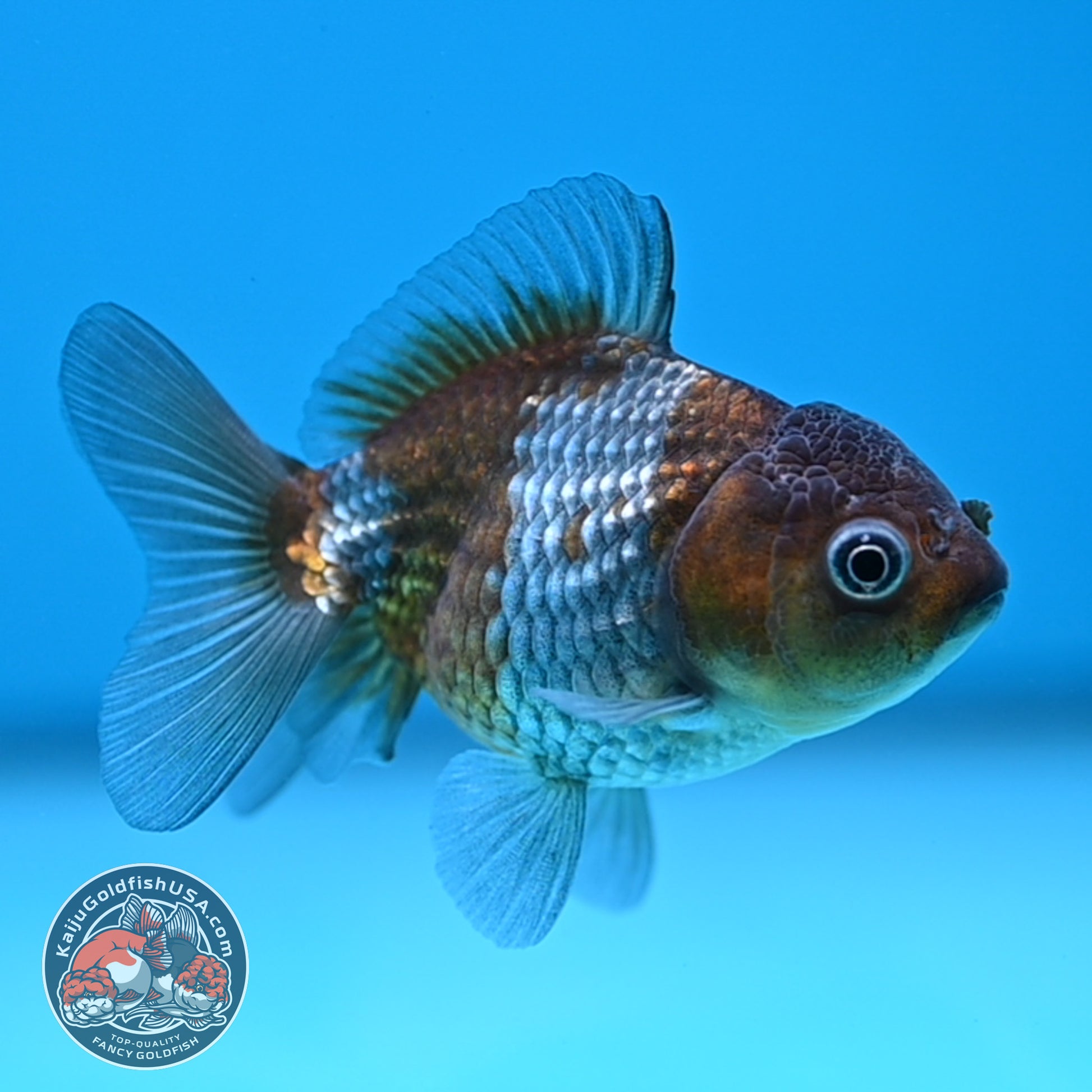Shogun Juvenile Ochiba Oranda 3 inch Body (251205_OR07)