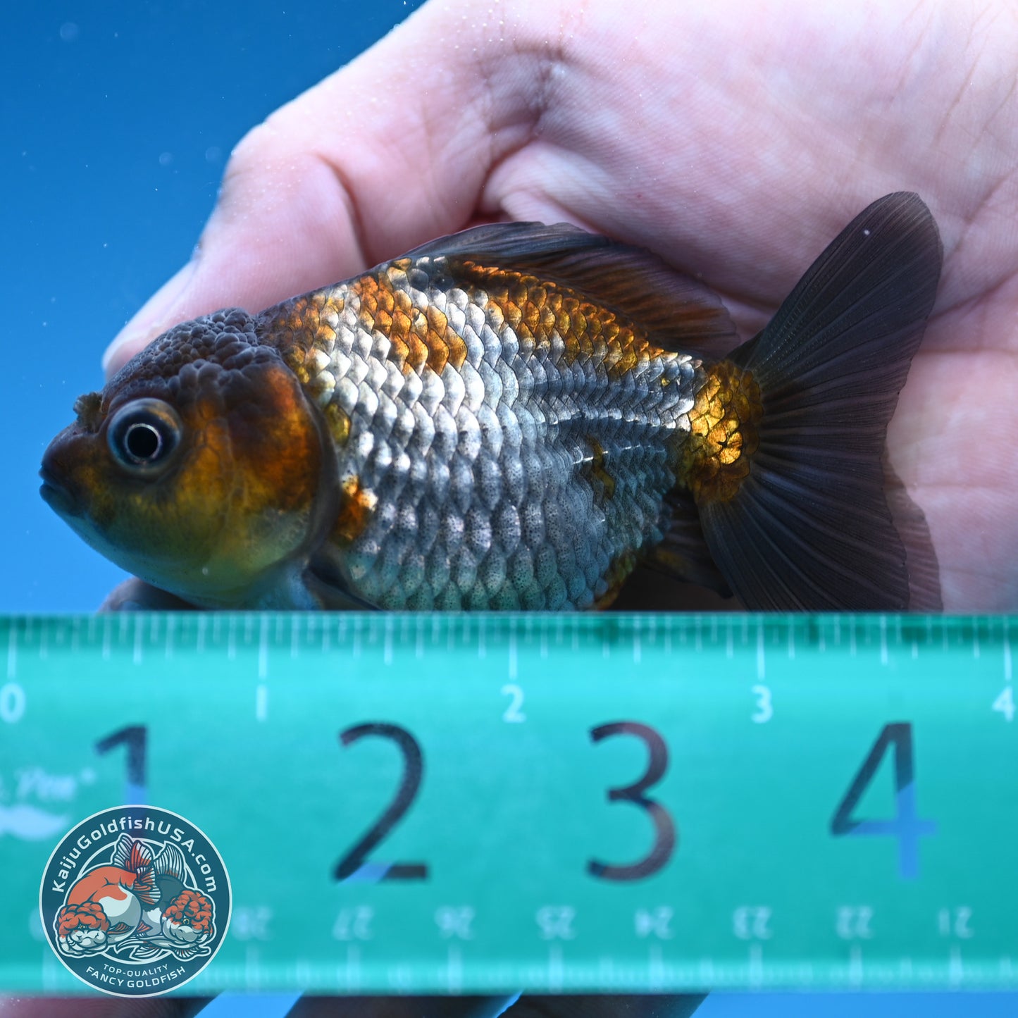 Shogun Juvenile Ochiba Oranda 3 inch Body (251205_OR07)