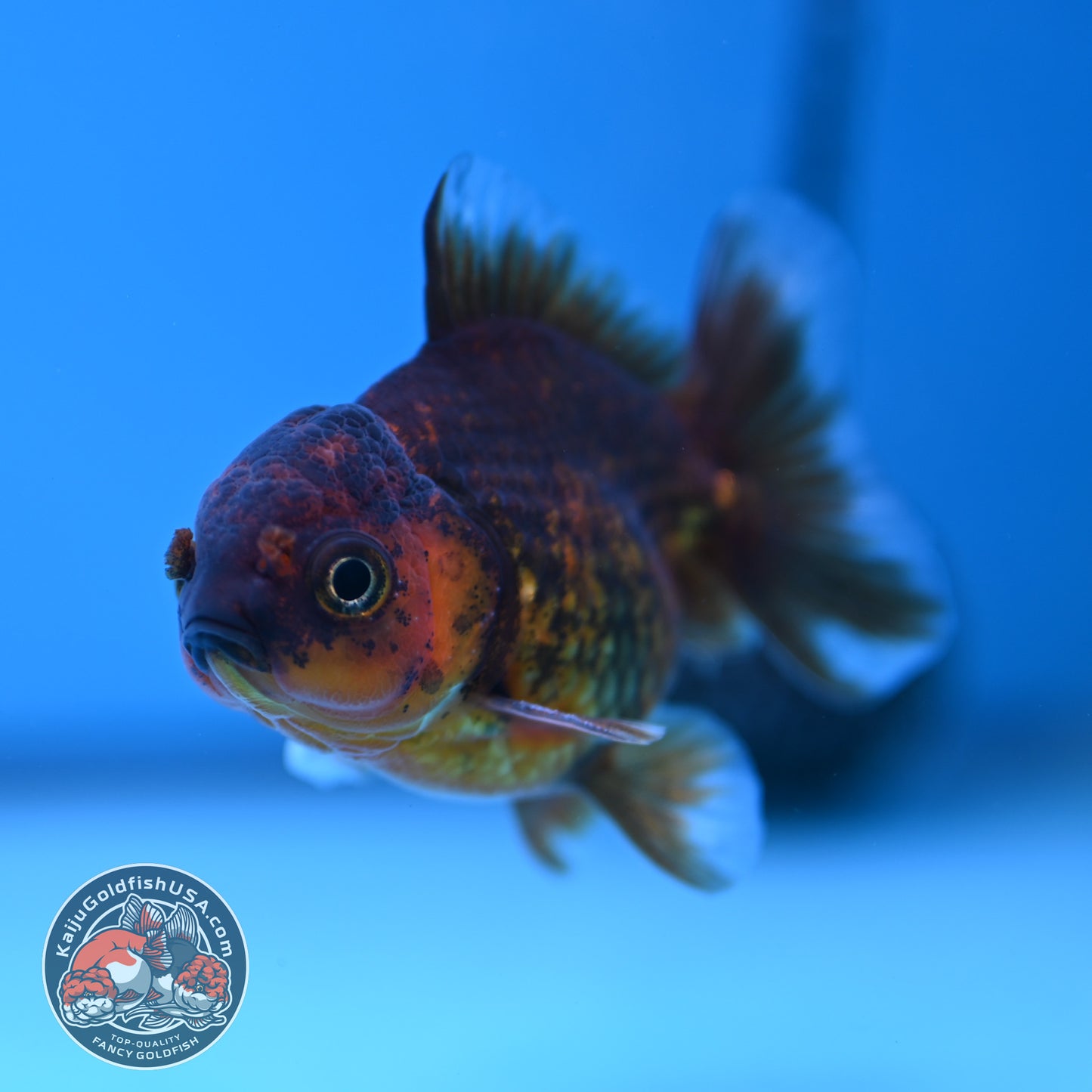 Shogun Juvenile Red Kirin Oranda 2.8 inch Body (251205_OR10)