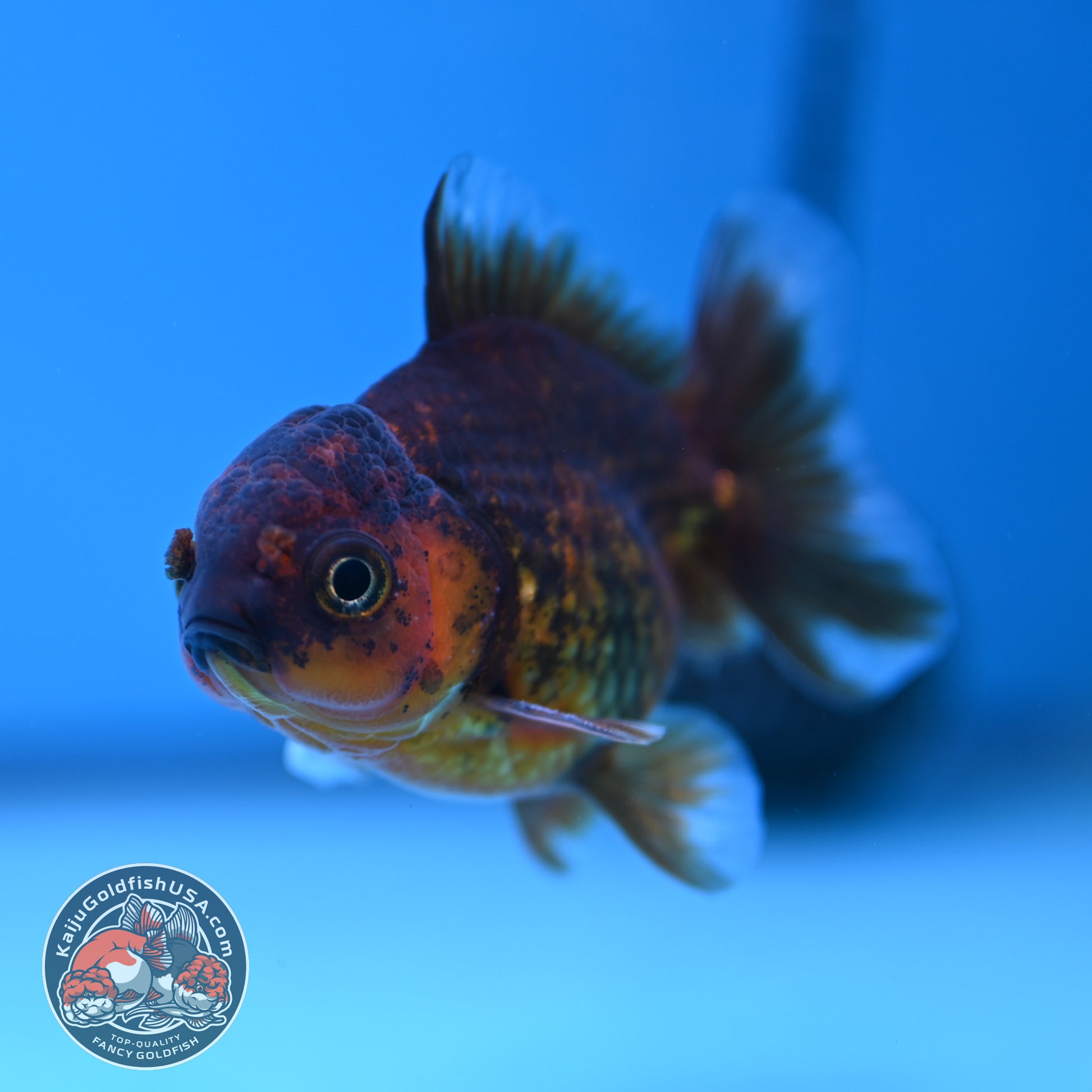 Shogun Juvenile Red Kirin Oranda 2.8 inch Body (251205_OR10)