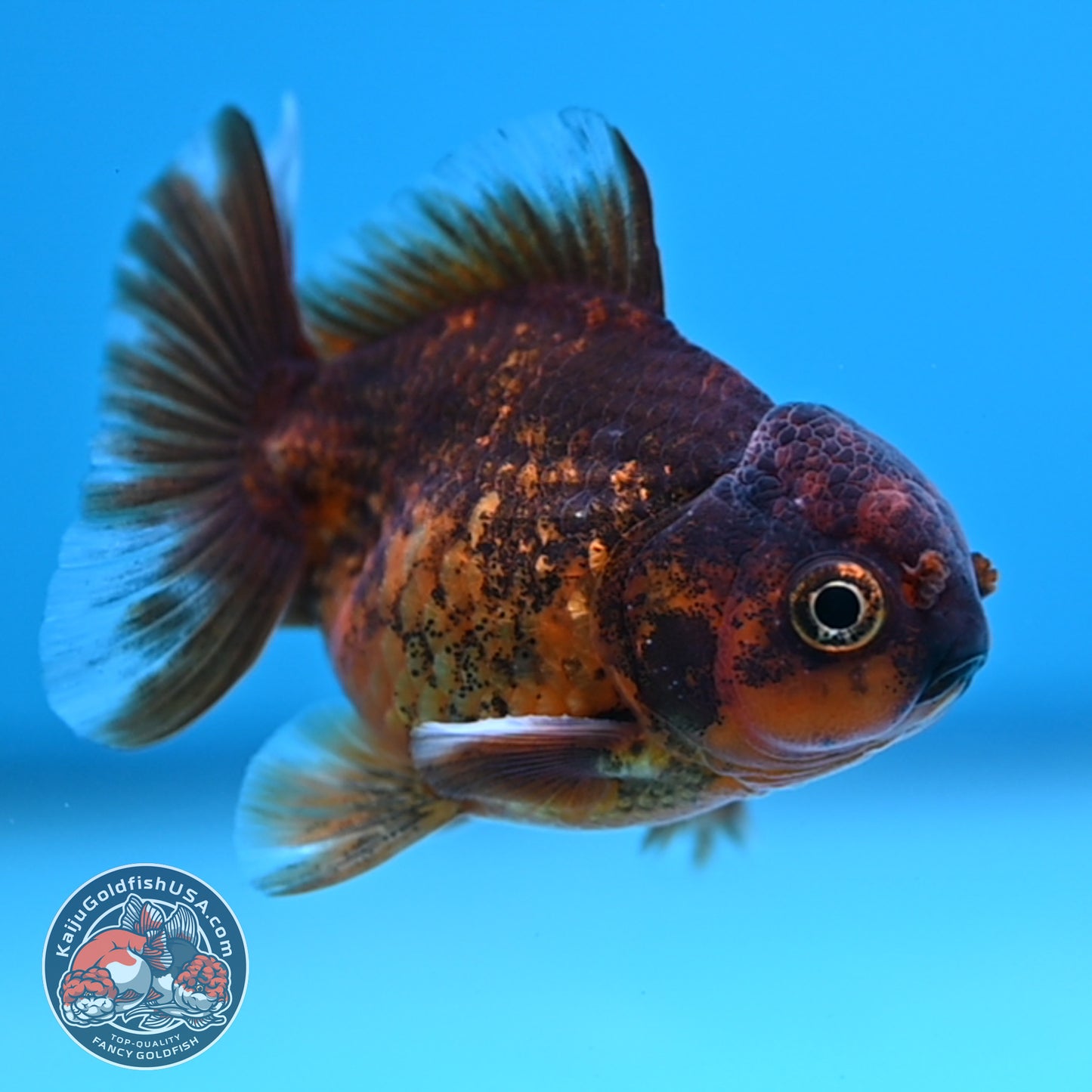 Shogun Juvenile Red Kirin Oranda 2.8 inch Body (251205_OR10)