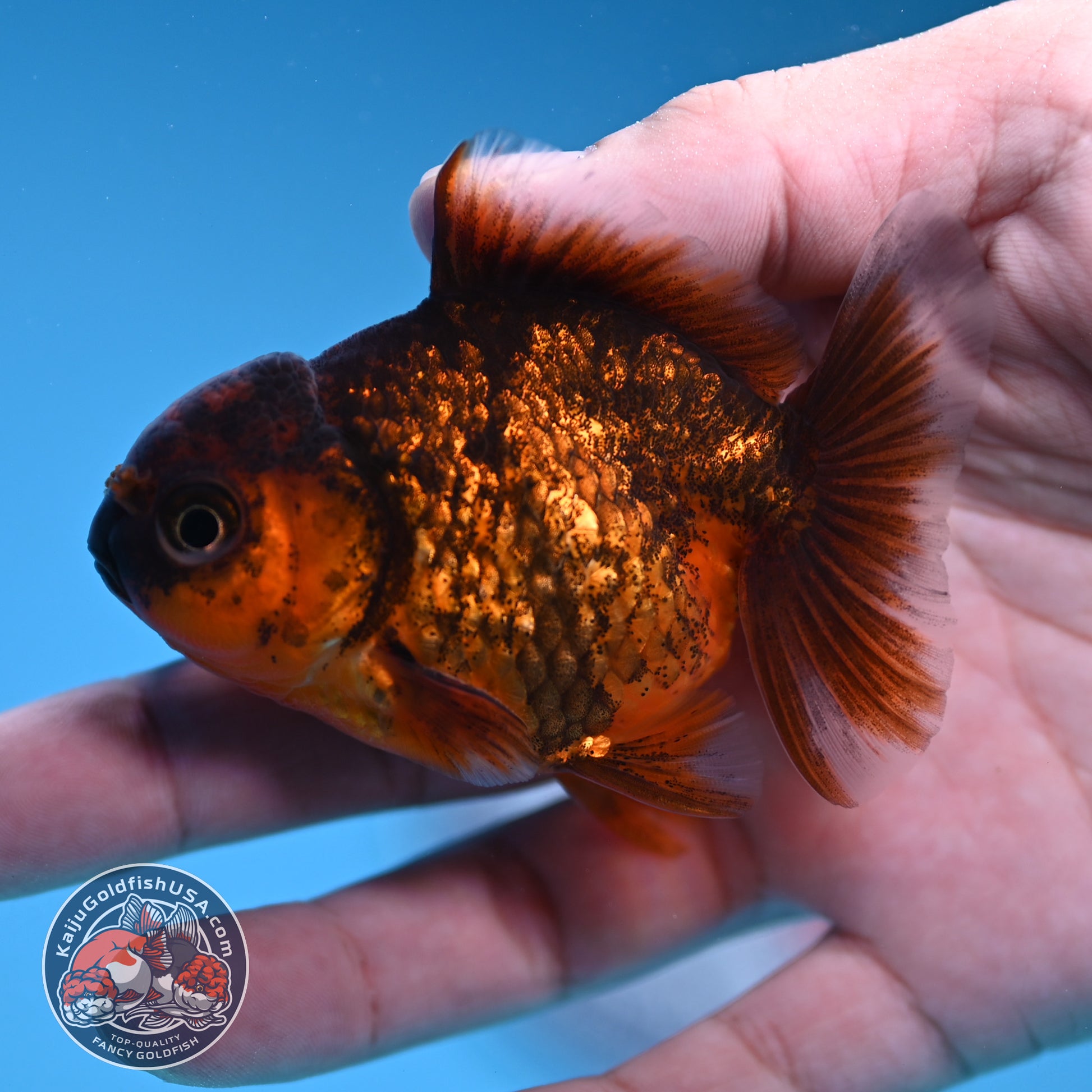 Shogun Juvenile Red Kirin Oranda 2.8 inch Body (251205_OR10)