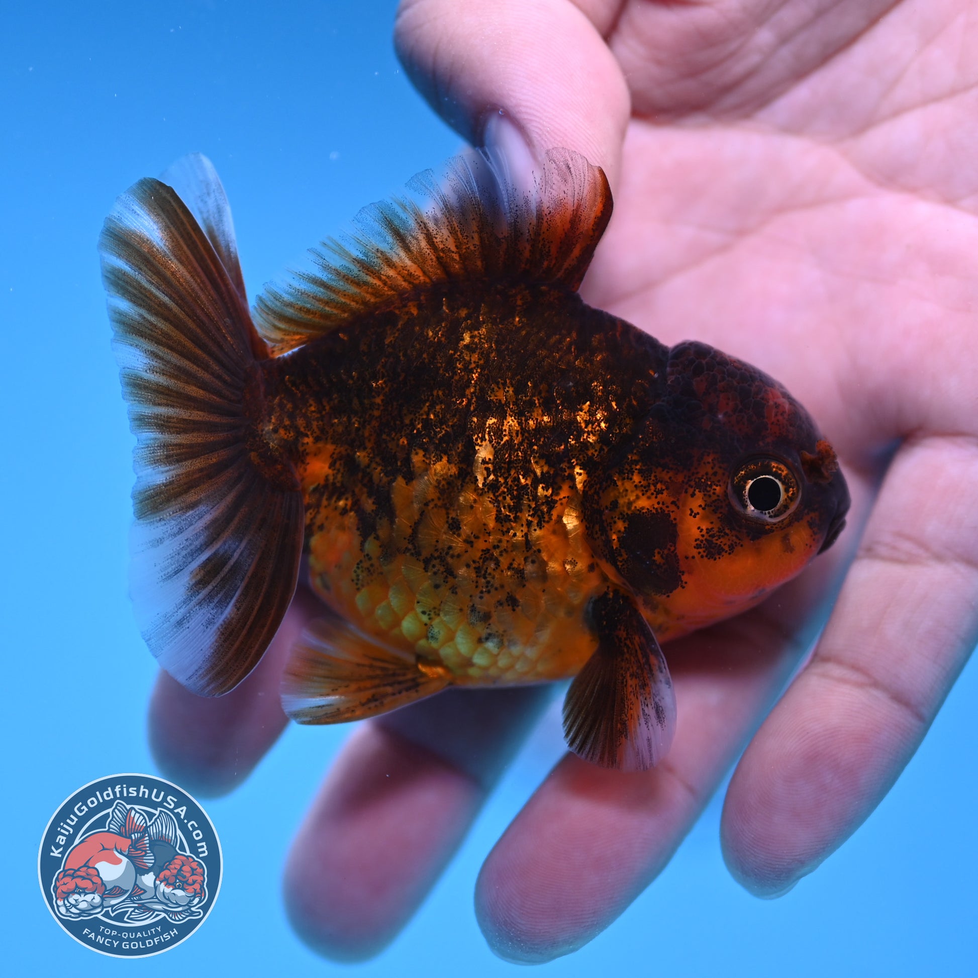 Shogun Juvenile Red Kirin Oranda 2.8 inch Body (251205_OR10)