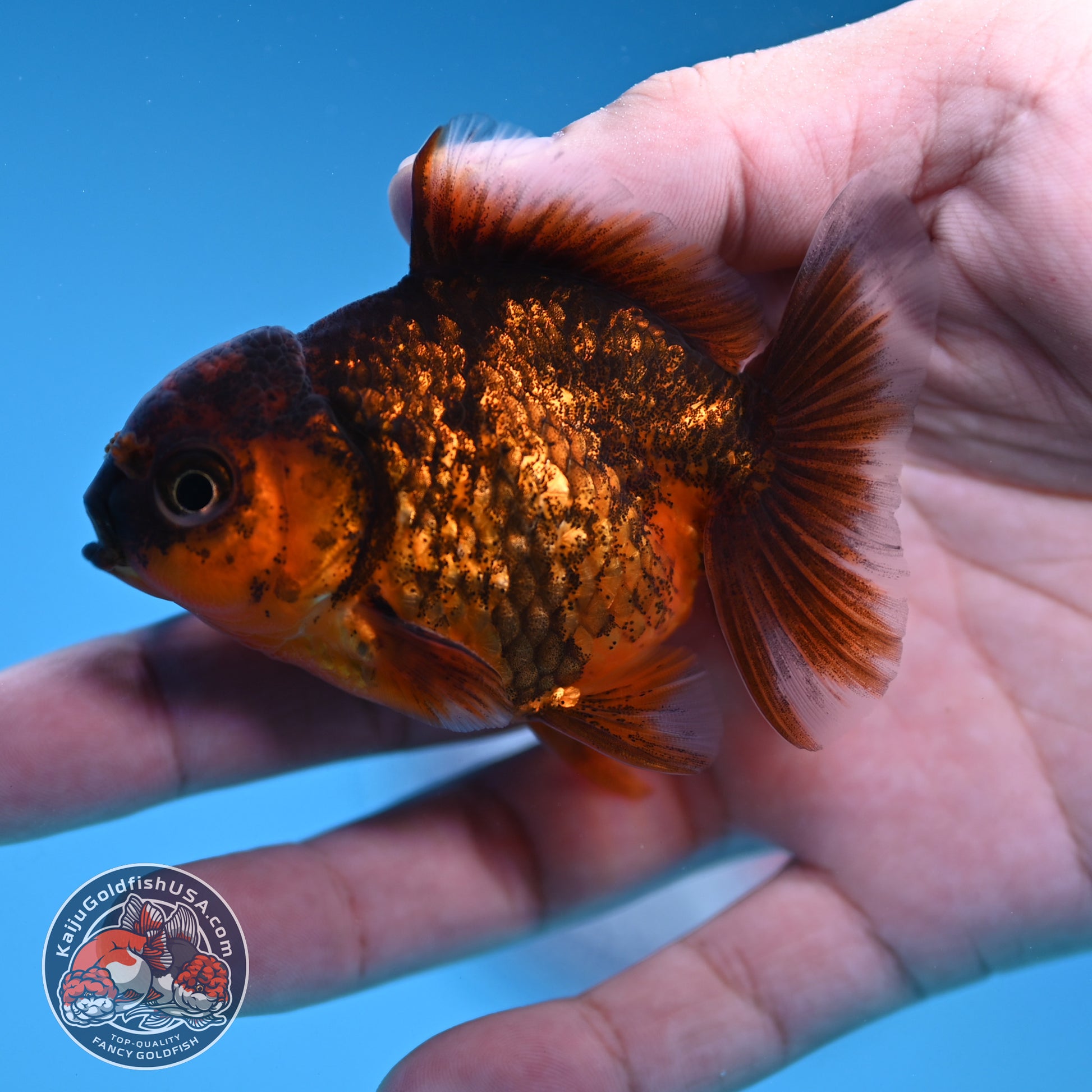 Shogun Juvenile Red Kirin Oranda 2.8 inch Body (251205_OR10)
