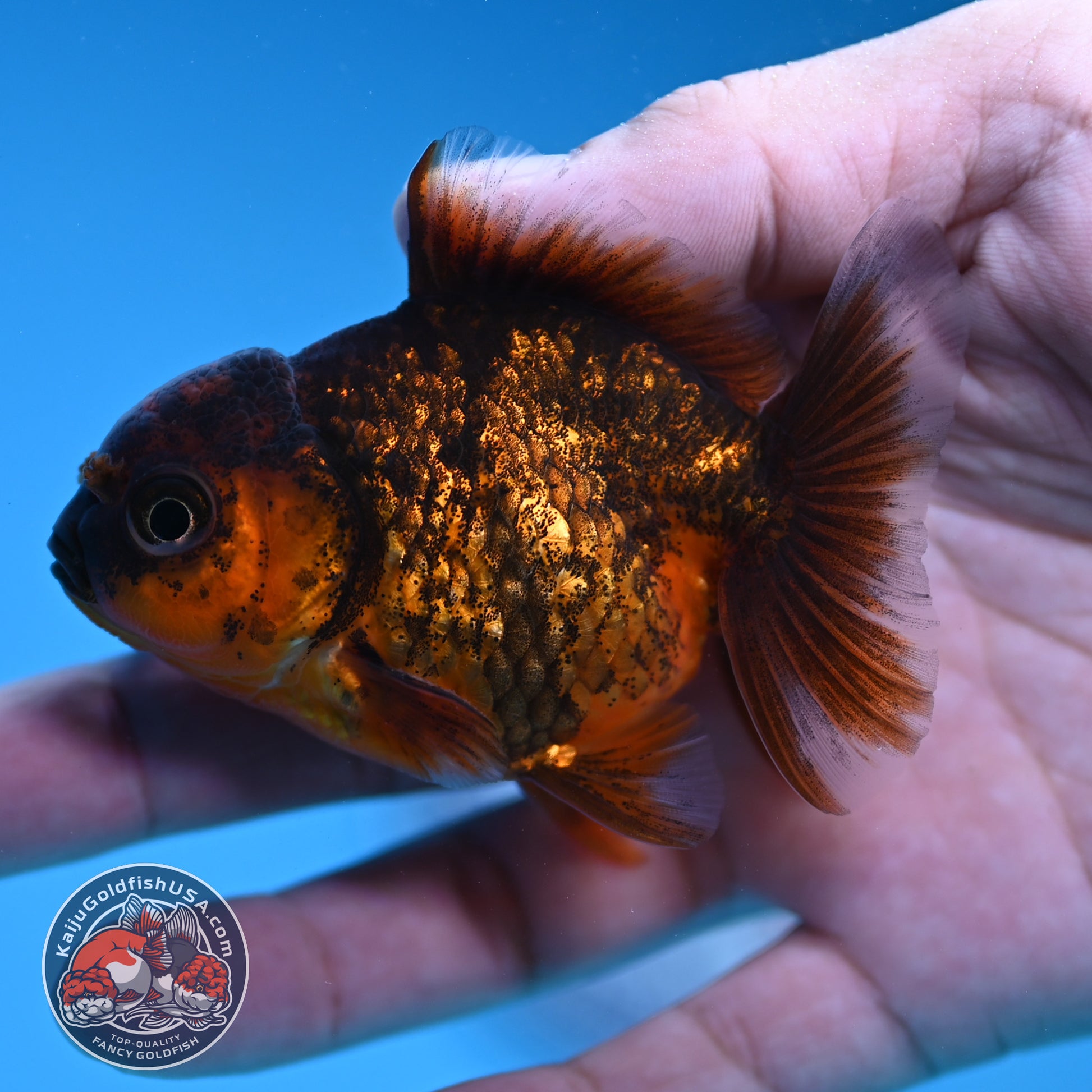 Shogun Juvenile Red Kirin Oranda 2.8 inch Body (251205_OR10)