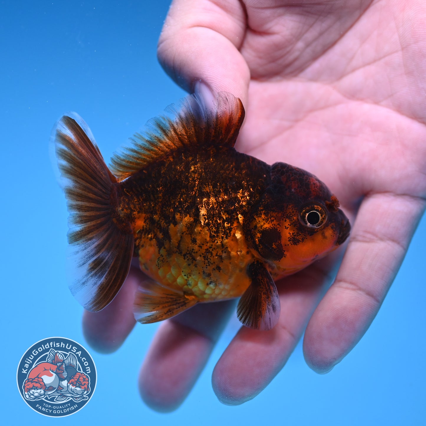 Shogun Juvenile Red Kirin Oranda 2.8 inch Body (251205_OR10)
