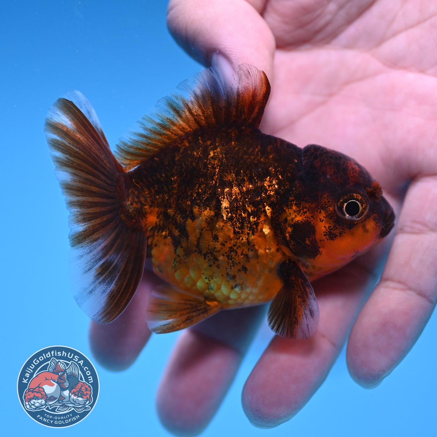 Shogun Juvenile Red Kirin Oranda 2.8 inch Body (251205_OR10)
