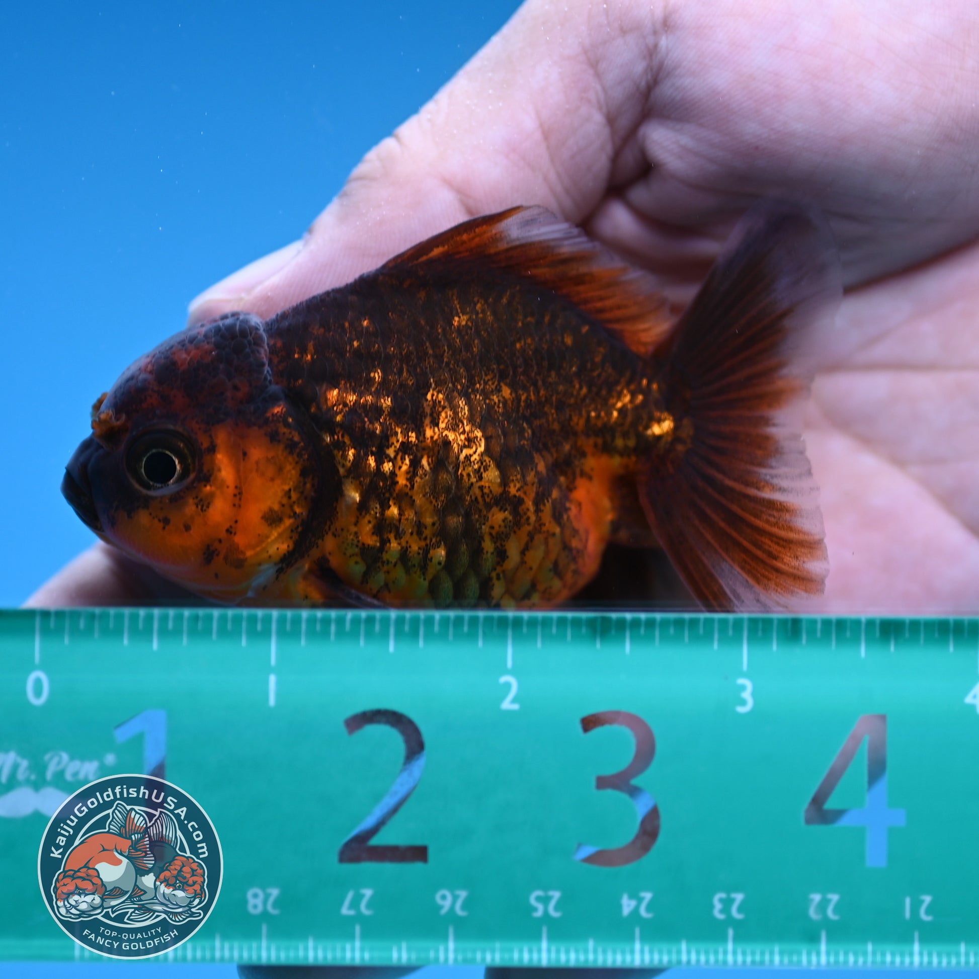 Shogun Juvenile Red Kirin Oranda 2.8 inch Body (251205_OR10)