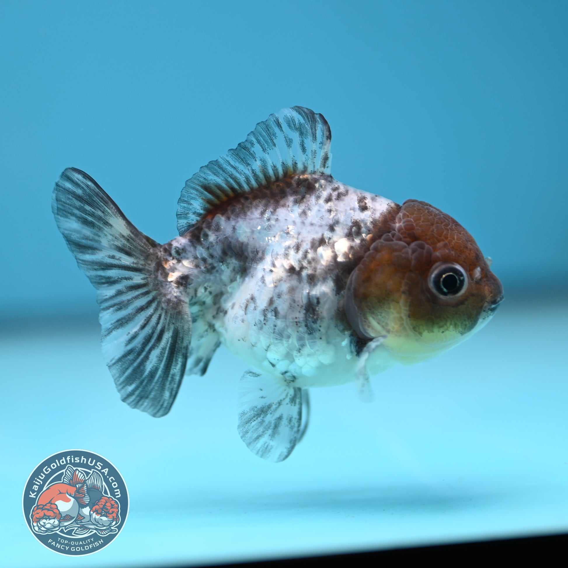 Shogun Juvenile White Tiger Oranda 3 inch Body (251205_OR05)