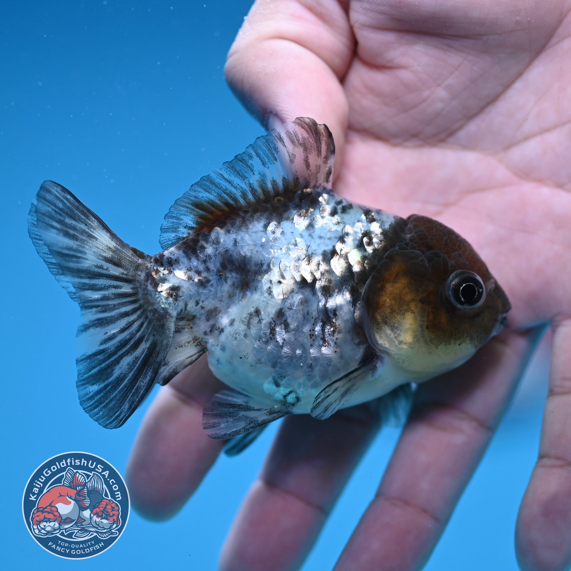 Shogun Juvenile White Tiger Oranda 3 inch Body (251205_OR05)
