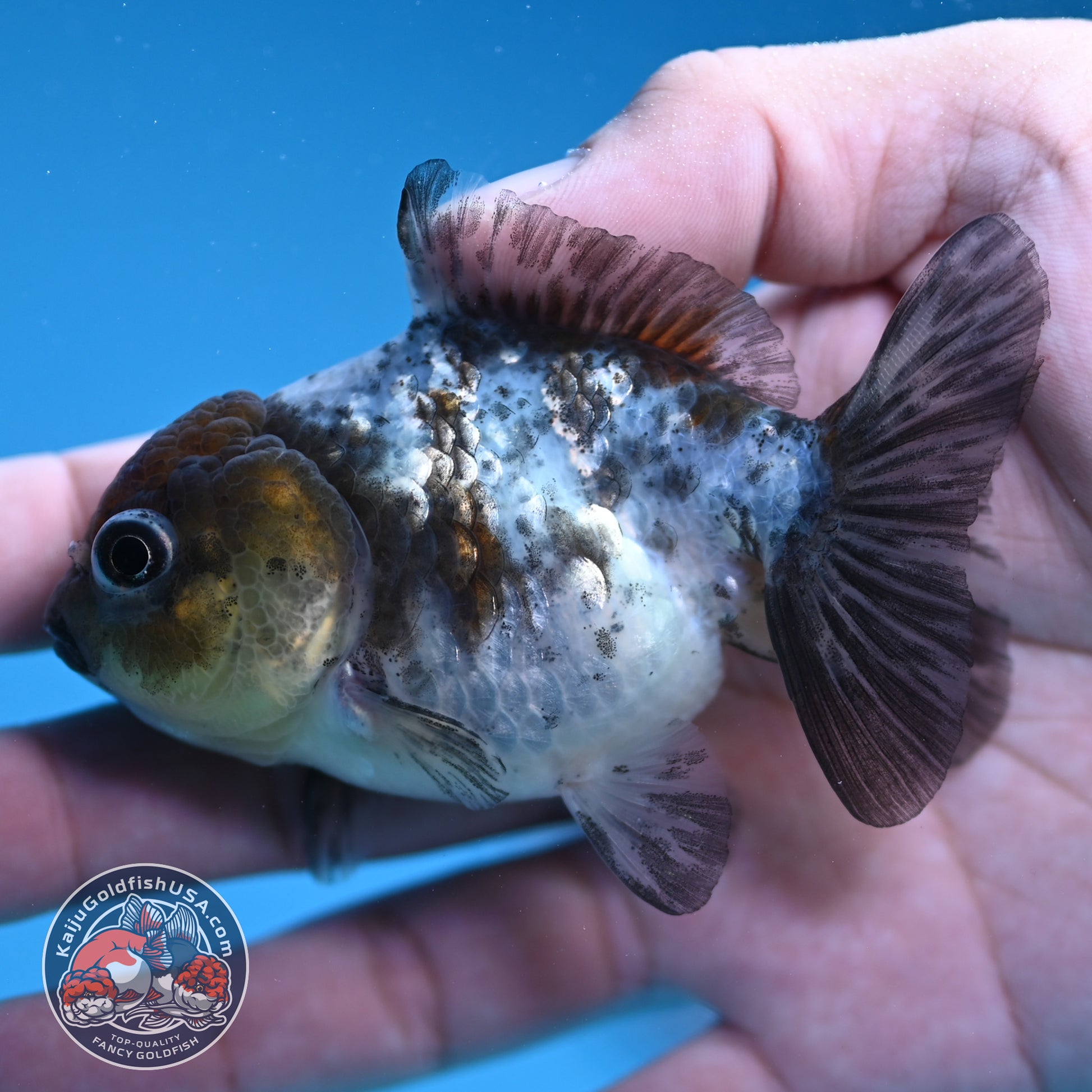 Shogun Juvenile White Tiger Oranda 3 inch Body (251205_OR05)