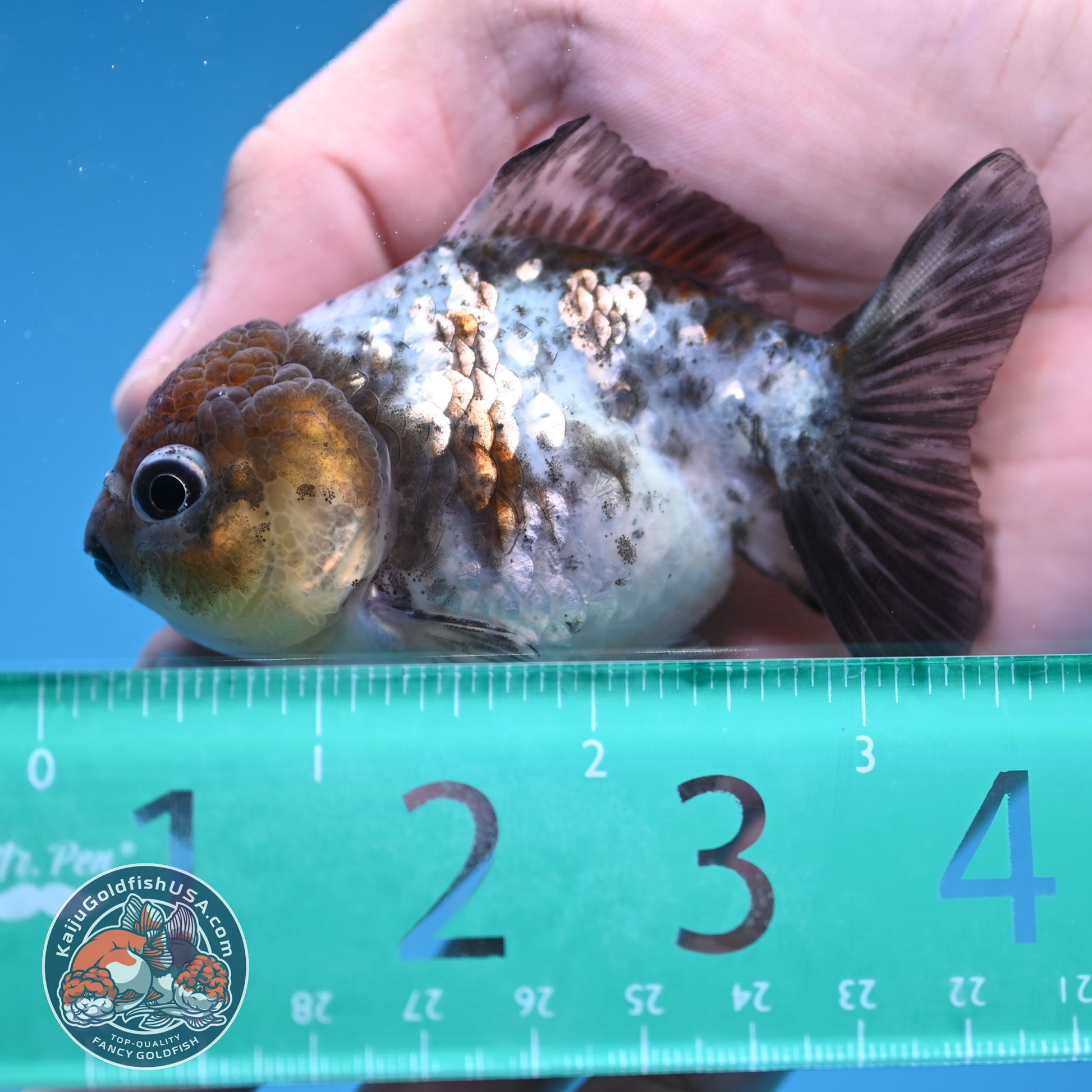 Shogun Juvenile White Tiger Oranda 3 inch Body (251205_OR05)