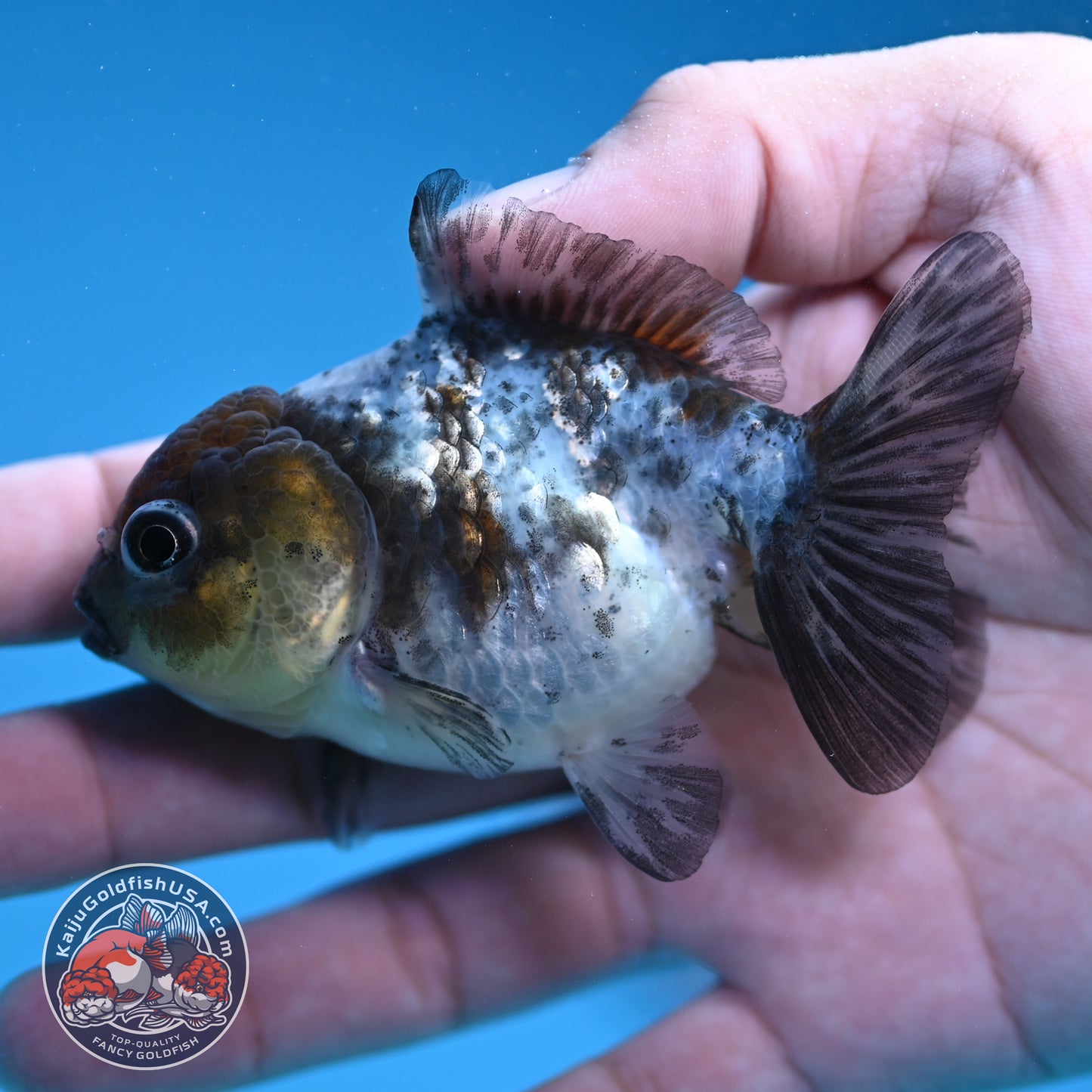 Shogun Juvenile White Tiger Oranda 3 inch Body (251205_OR05)