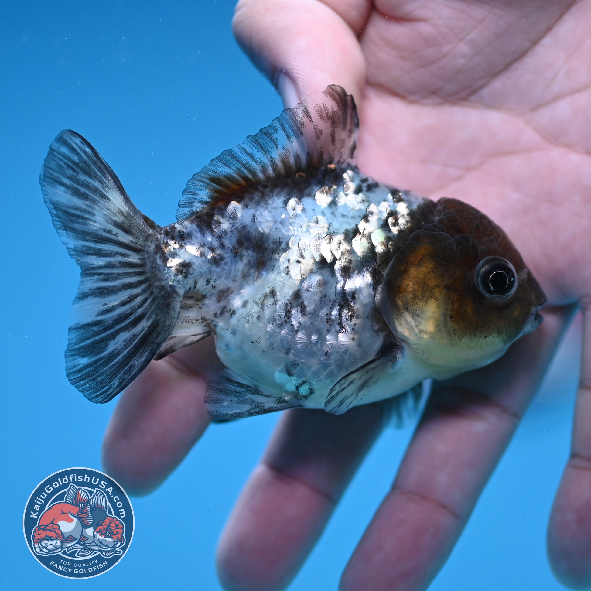 Shogun Juvenile White Tiger Oranda 3 inch Body (251205_OR05)