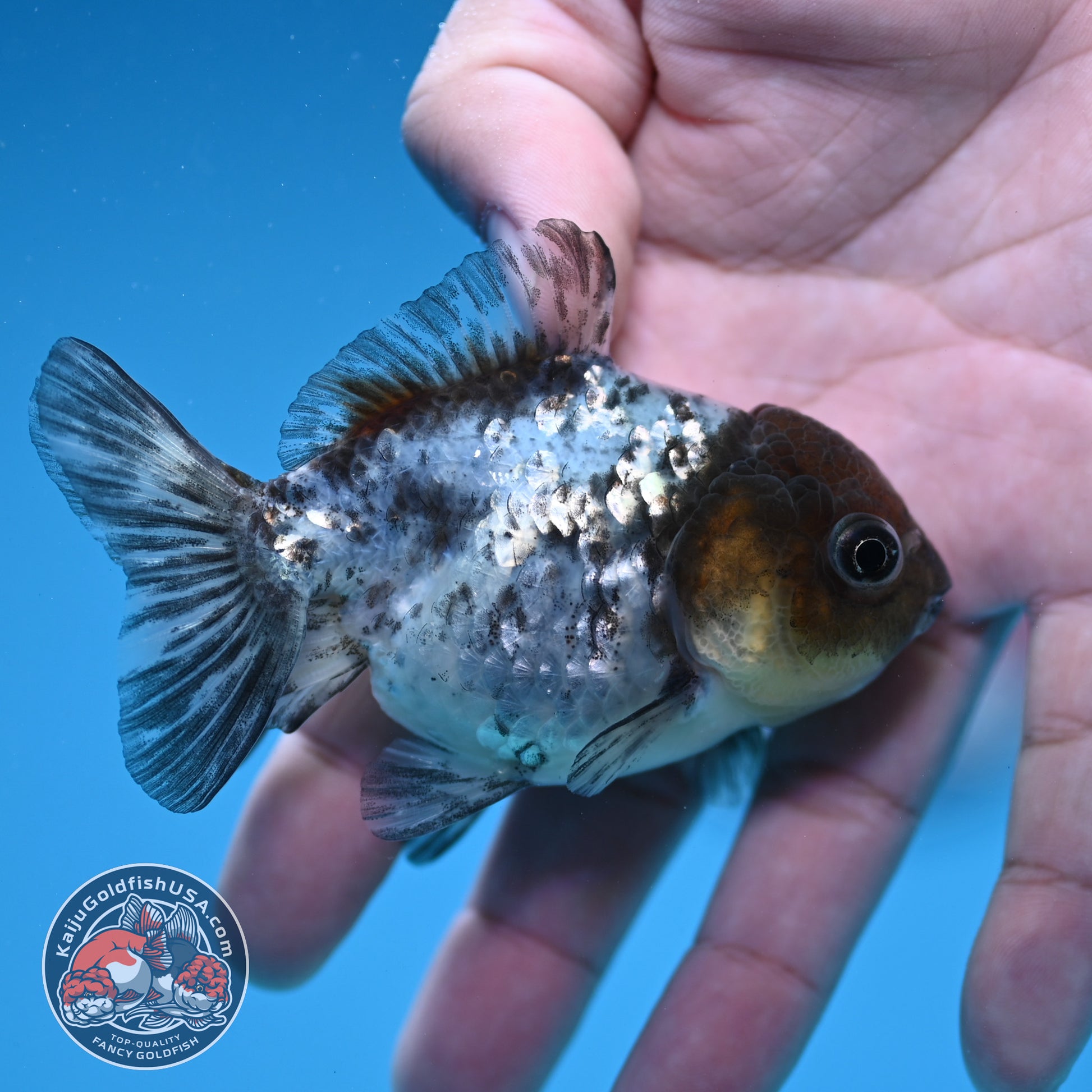 Shogun Juvenile White Tiger Oranda 3 inch Body (251205_OR05)