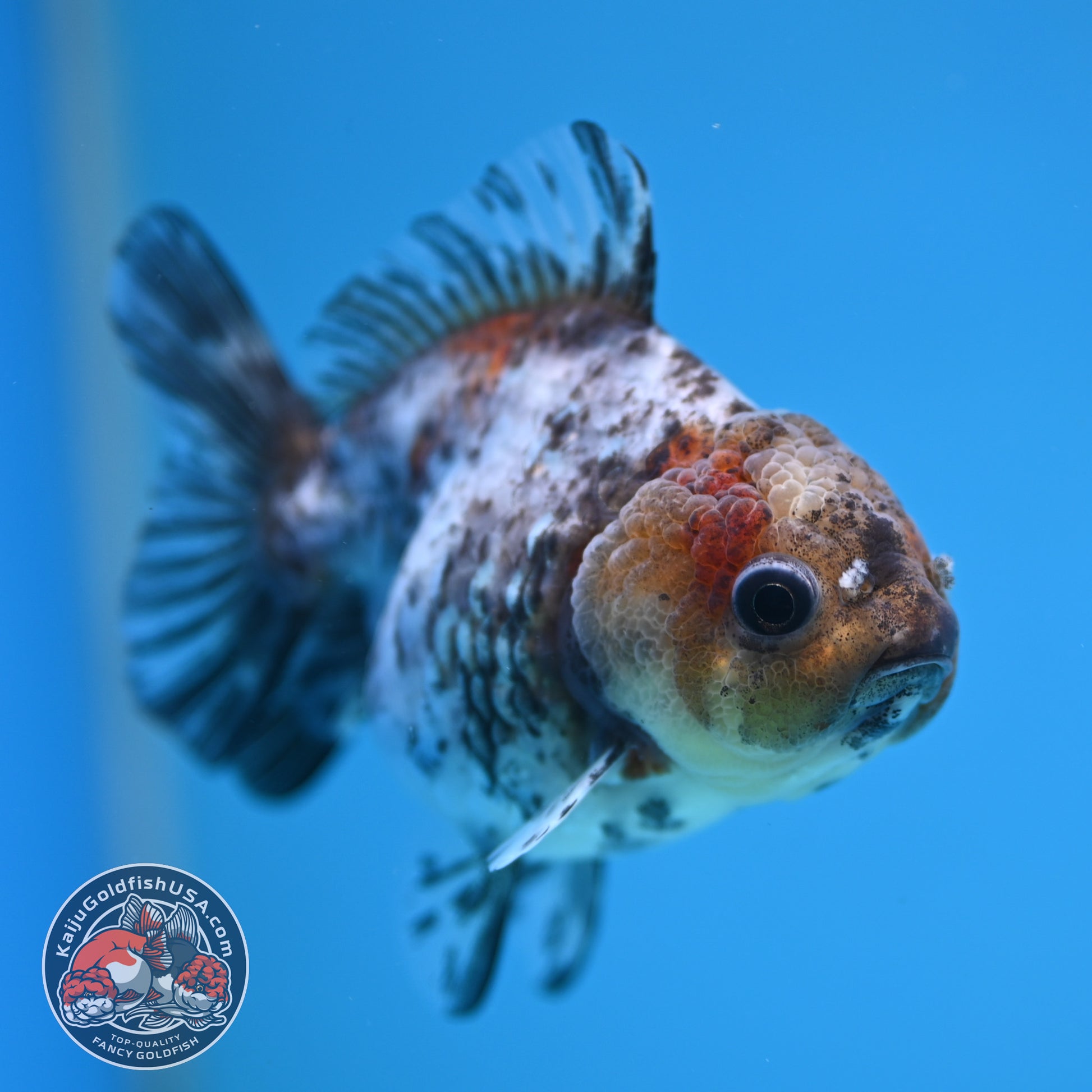 Shogun Juvenile White Tiger Oranda 3 inch Body (251205_OR08)
