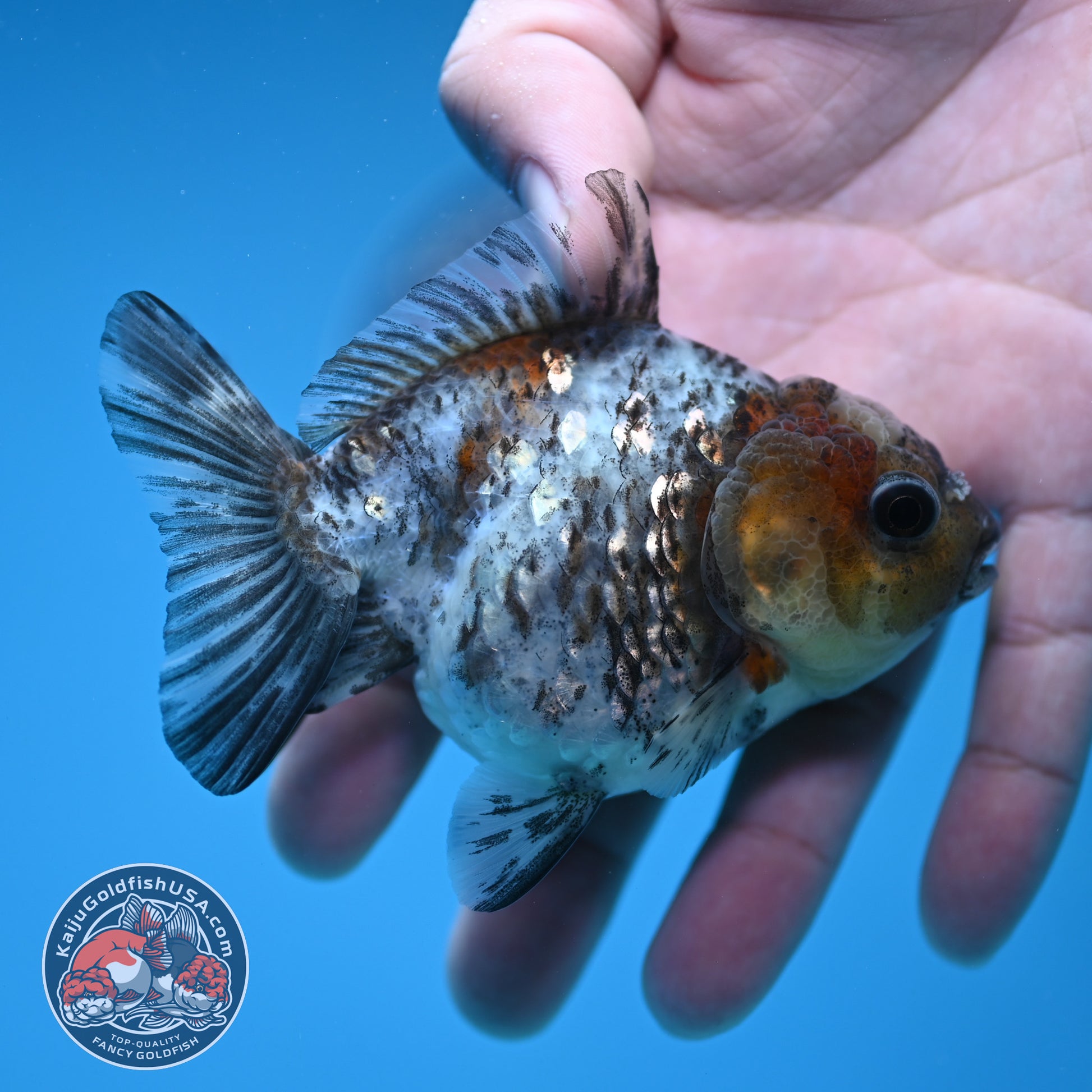 Shogun Juvenile White Tiger Oranda 3 inch Body (251205_OR08)