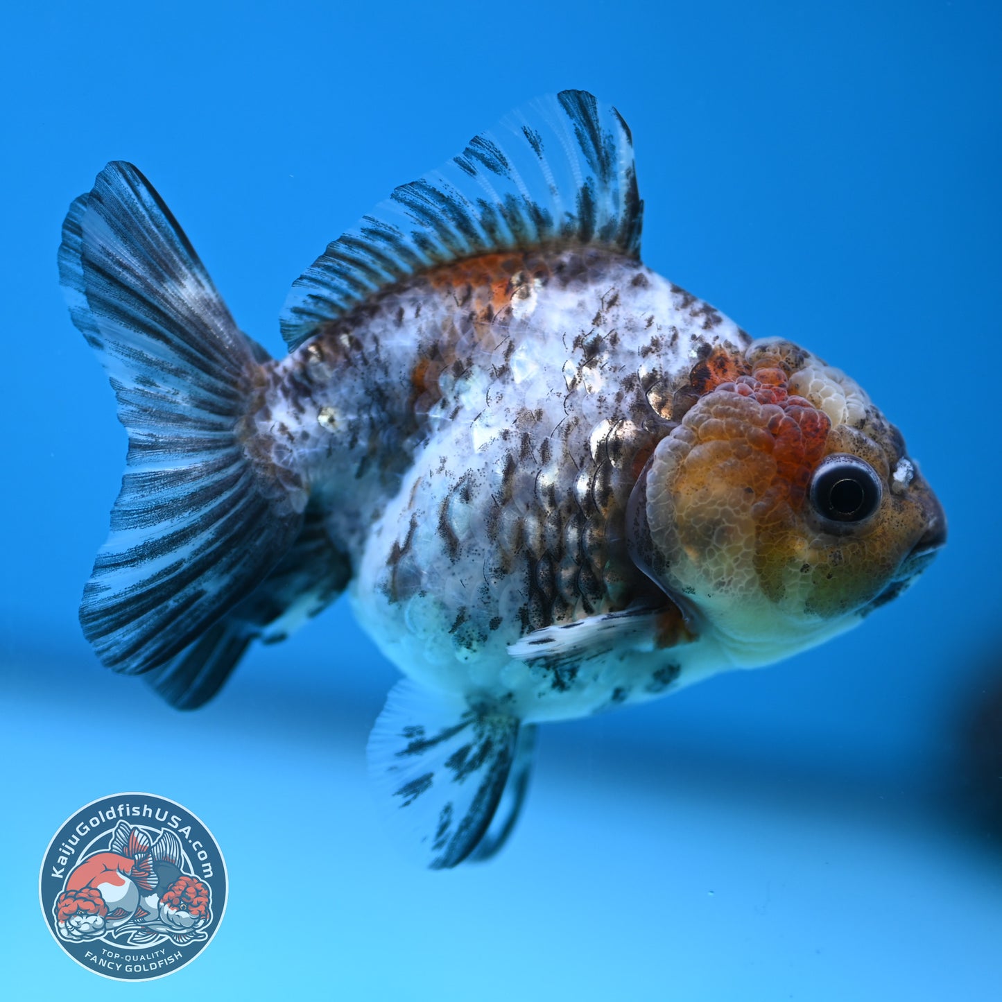Shogun Juvenile White Tiger Oranda 3 inch Body (251205_OR08)