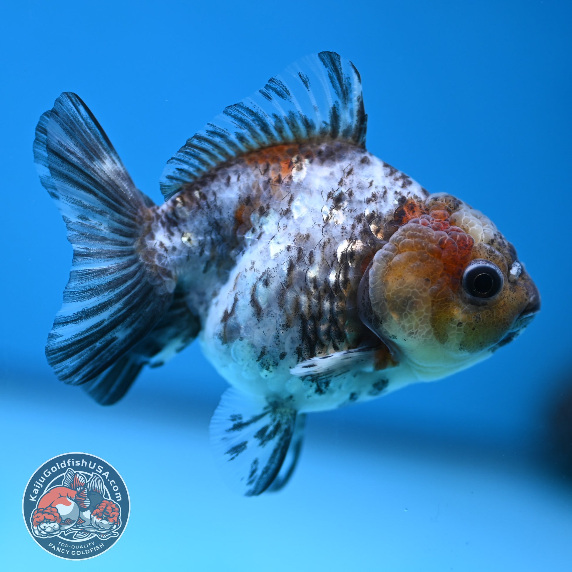 Shogun Juvenile White Tiger Oranda 3 inch Body (251205_OR08)