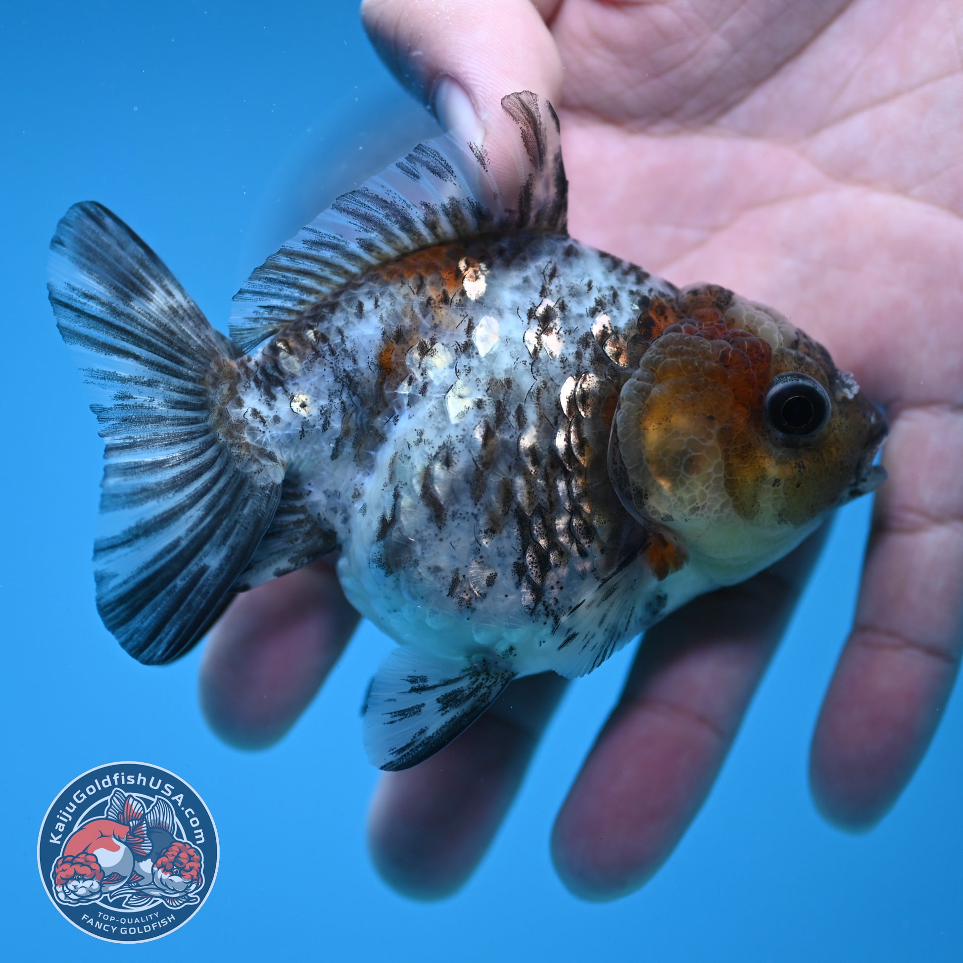 Shogun Juvenile White Tiger Oranda 3 inch Body (251205_OR08)