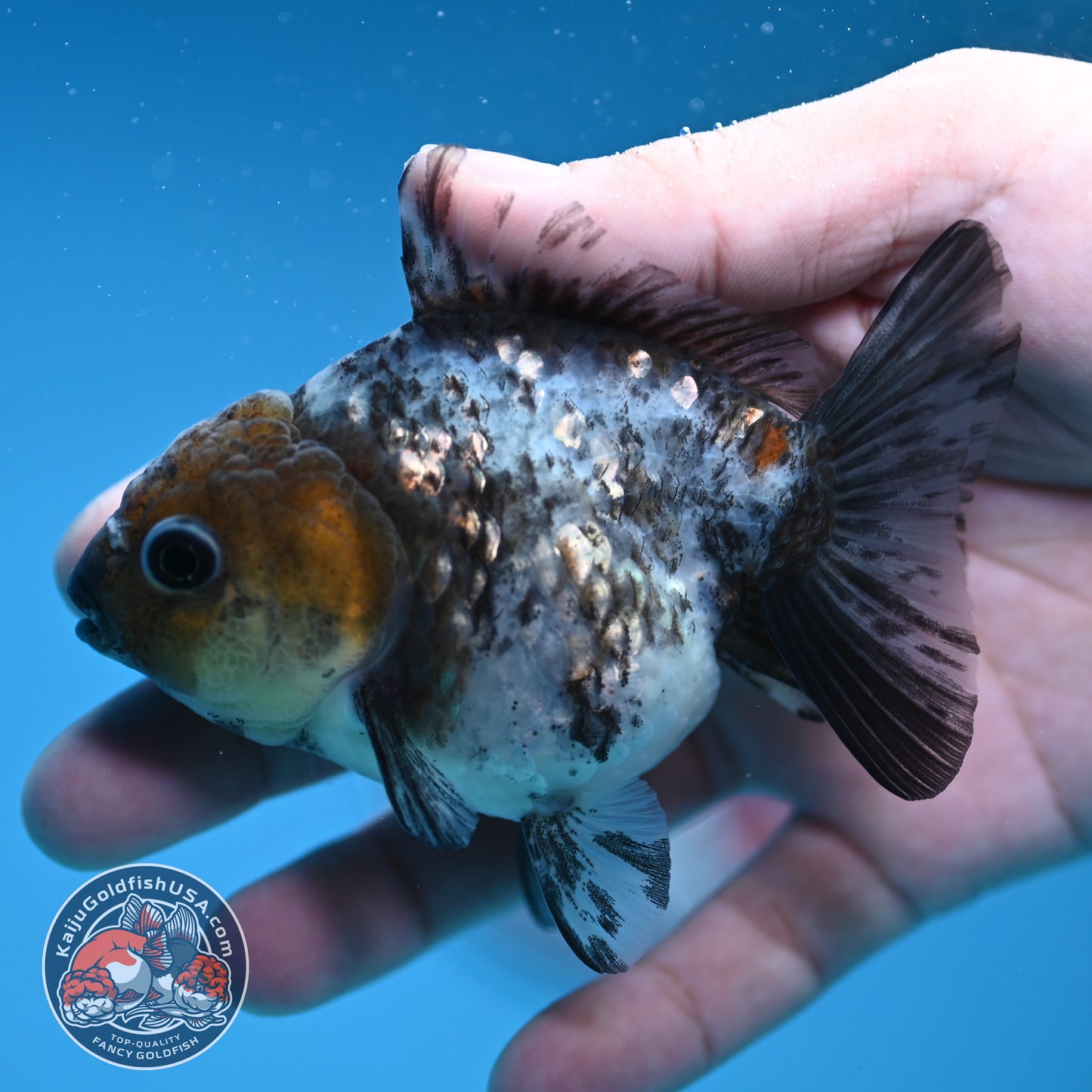 Shogun Juvenile White Tiger Oranda 3 inch Body (251205_OR08)