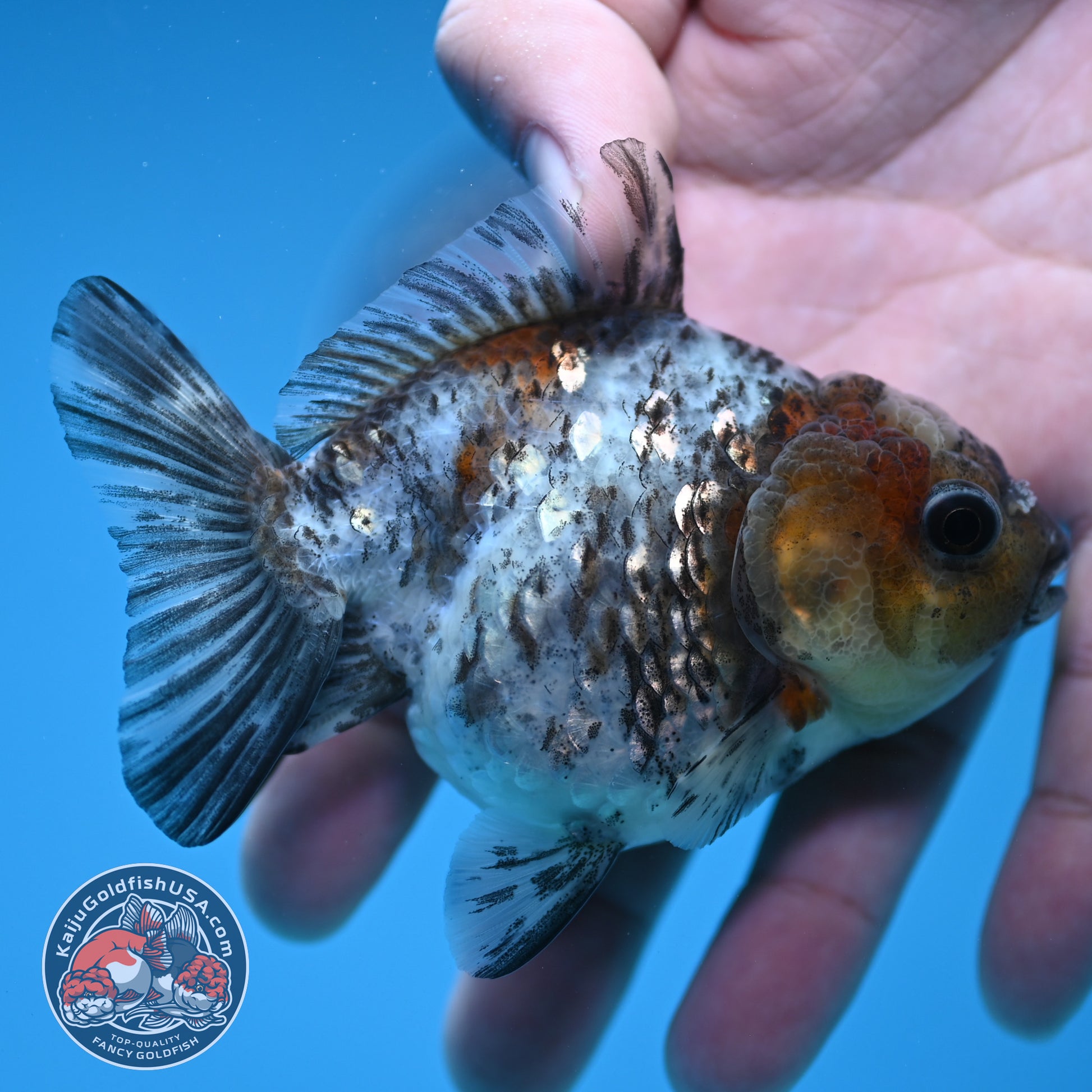 Shogun Juvenile White Tiger Oranda 3 inch Body (251205_OR08)