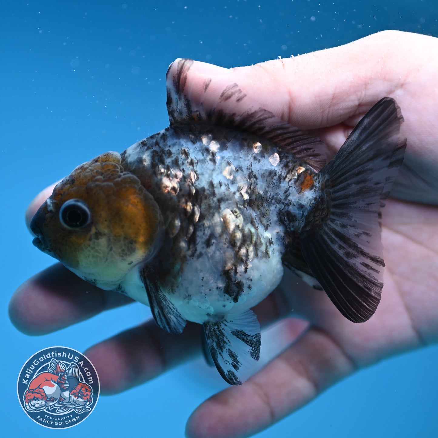 Shogun Juvenile White Tiger Oranda 3 inch Body (251205_OR08)