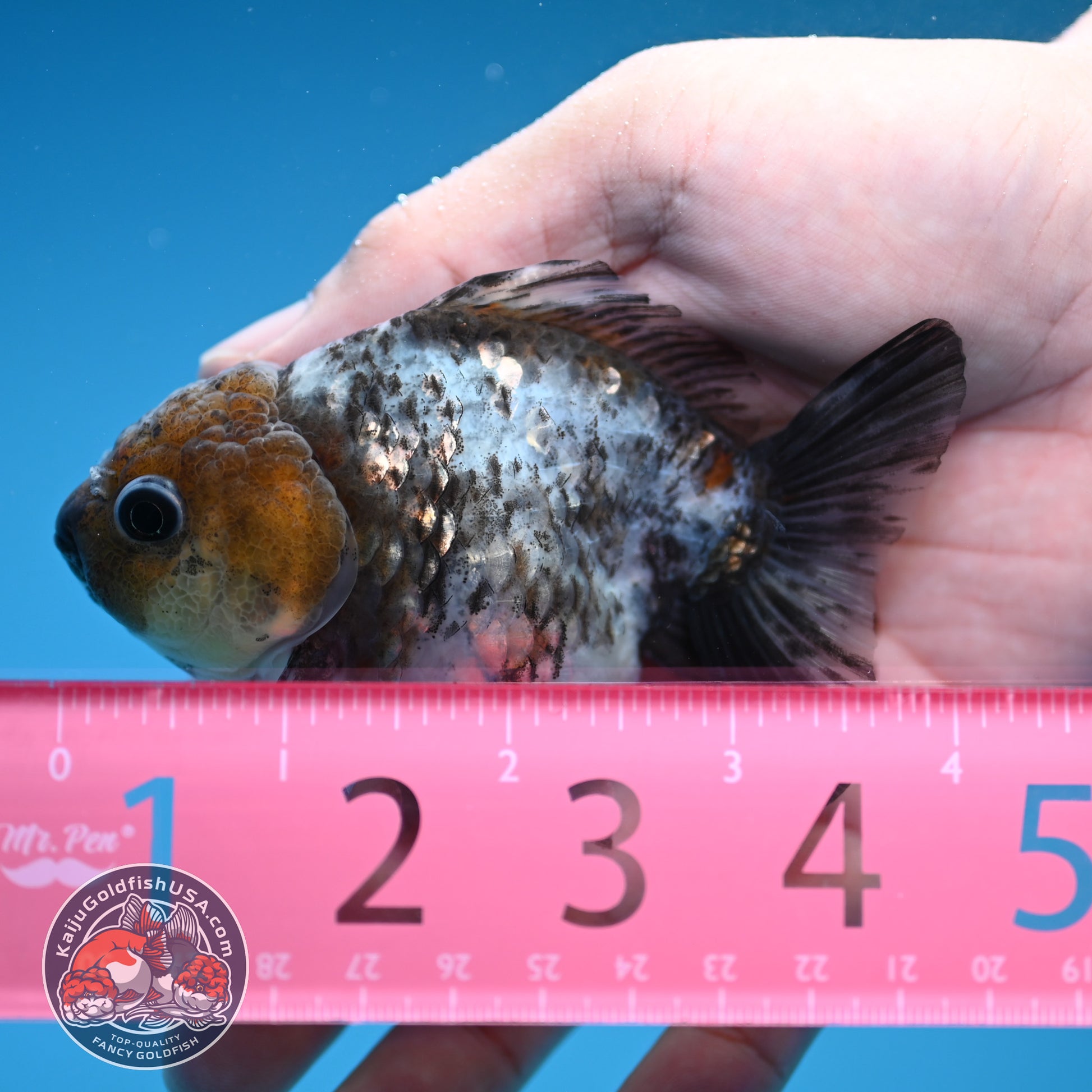 Shogun Juvenile White Tiger Oranda 3 inch Body (251205_OR08)