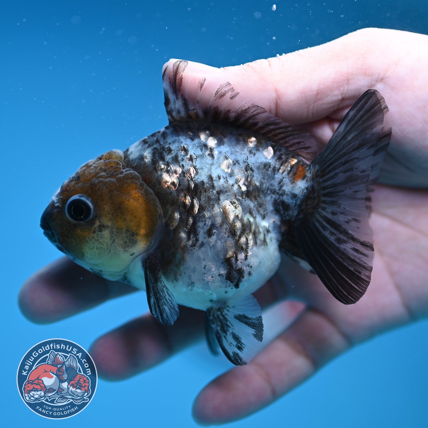 Shogun Juvenile White Tiger Oranda 3 inch Body (251205_OR08)