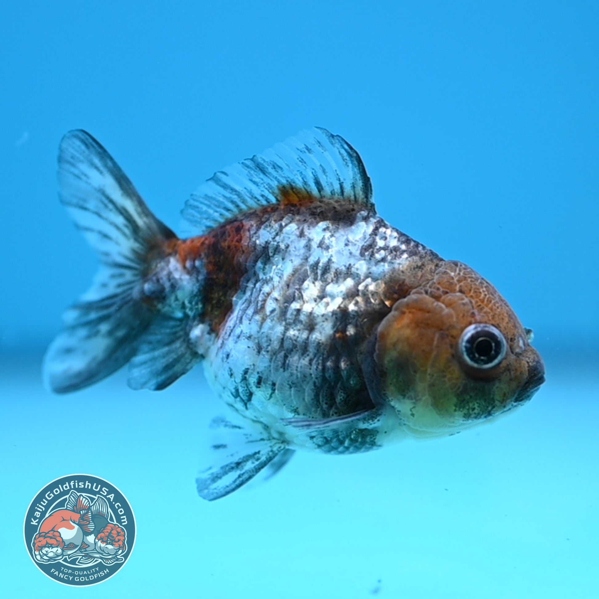 Shogun Juvenile White Tiger Oranda 3 inch Body (251205_OR14)