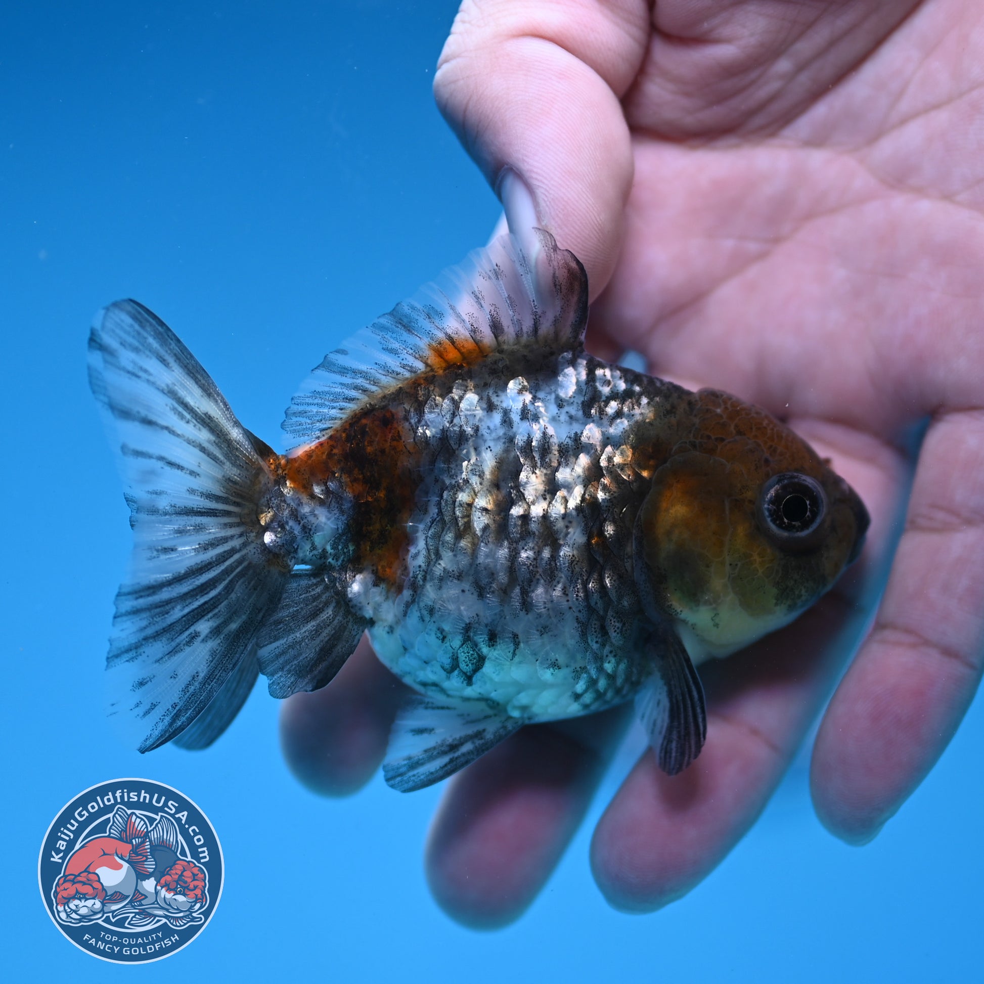 Shogun Juvenile White Tiger Oranda 3 inch Body (251205_OR14)