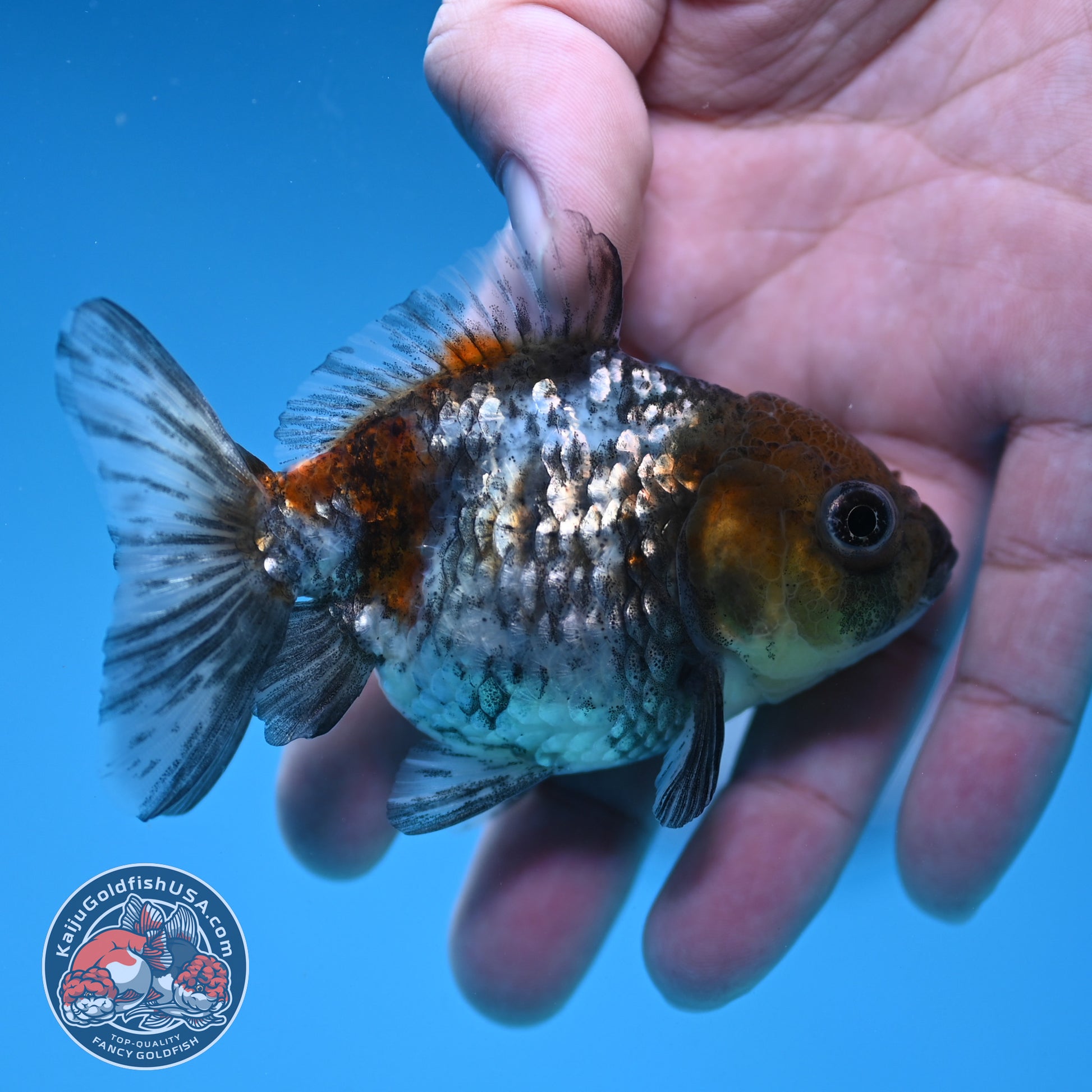 Shogun Juvenile White Tiger Oranda 3 inch Body (251205_OR14)