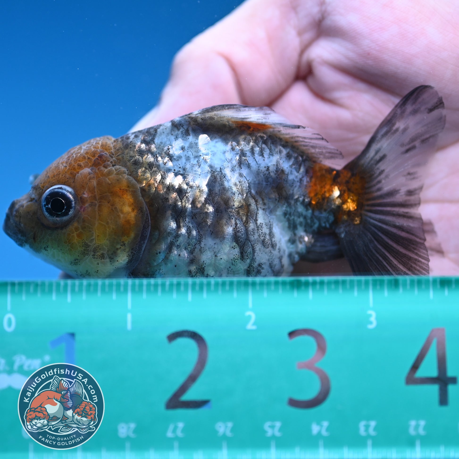 Shogun Juvenile White Tiger Oranda 3 inch Body (251205_OR14)