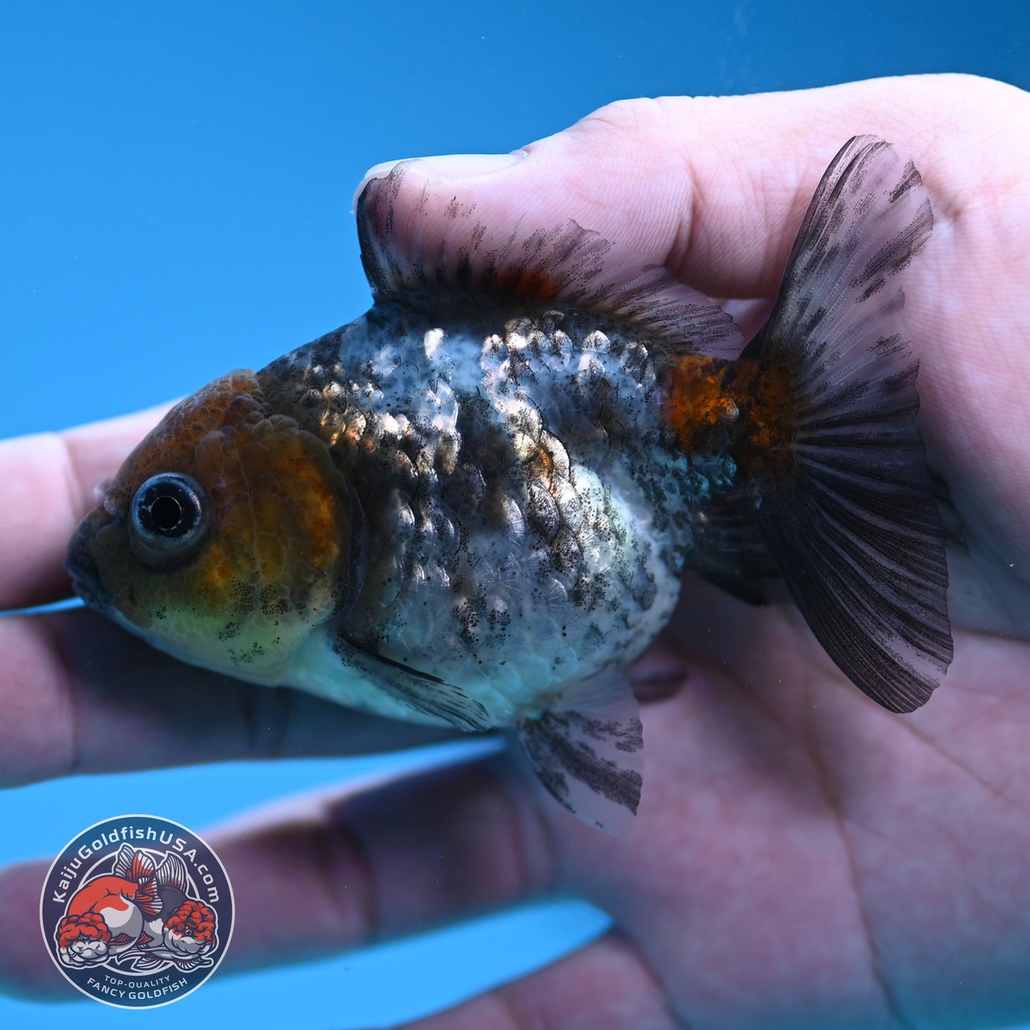 Shogun Juvenile White Tiger Oranda 3 inch Body (251205_OR14)