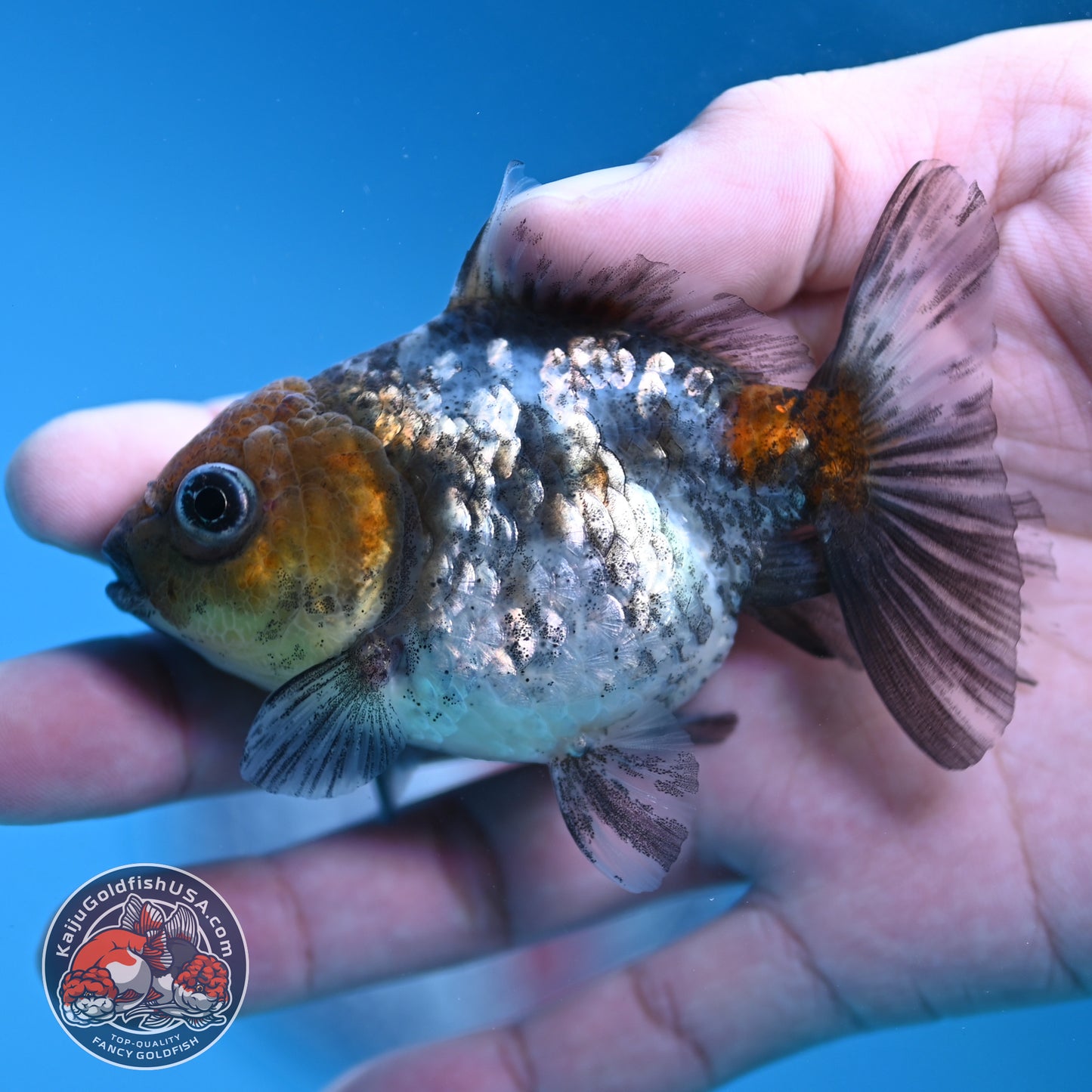 Shogun Juvenile White Tiger Oranda 3 inch Body (251205_OR14)