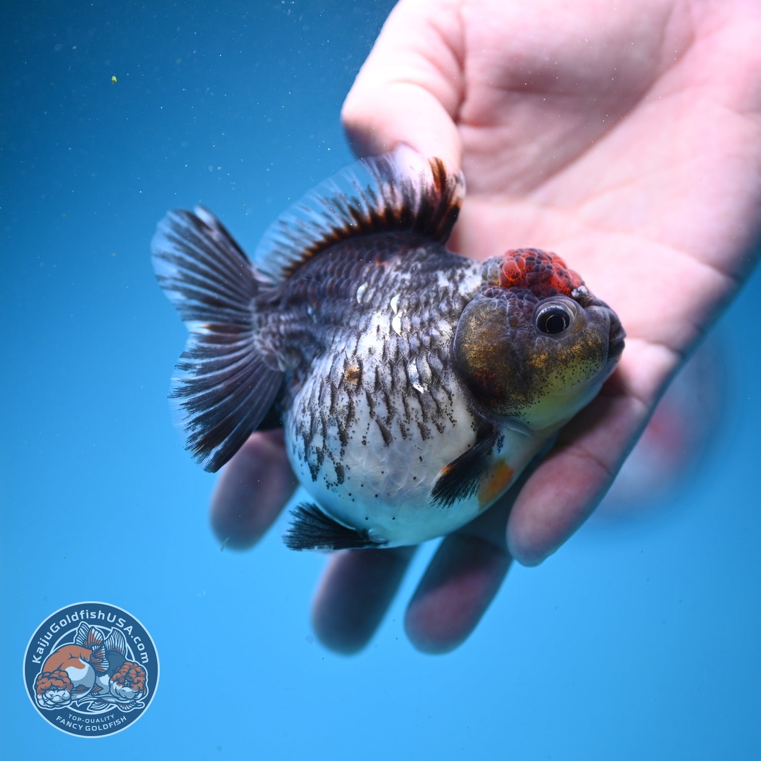 Shogun Kirin Oranda 2.8 inch Body (260814_OR06)
