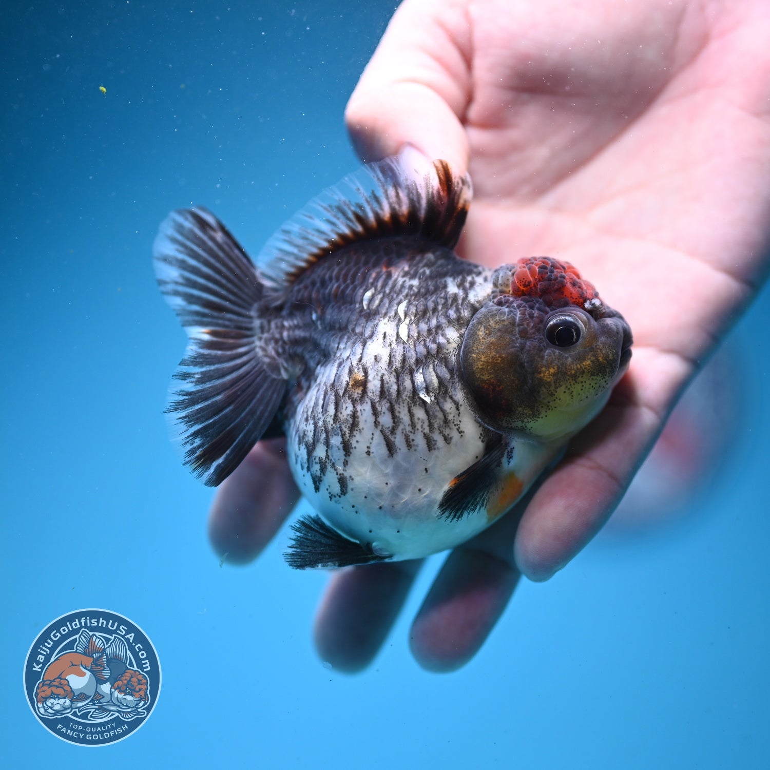 Shogun Kirin Oranda 2.8 inch Body (260814_OR06)