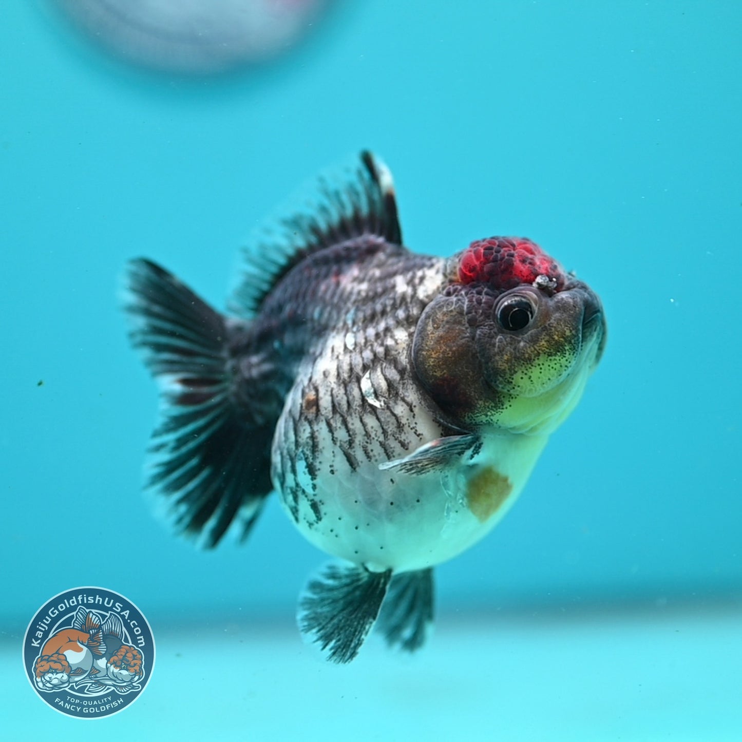 Shogun Kirin Oranda 2.8 inch Body (260814_OR06)