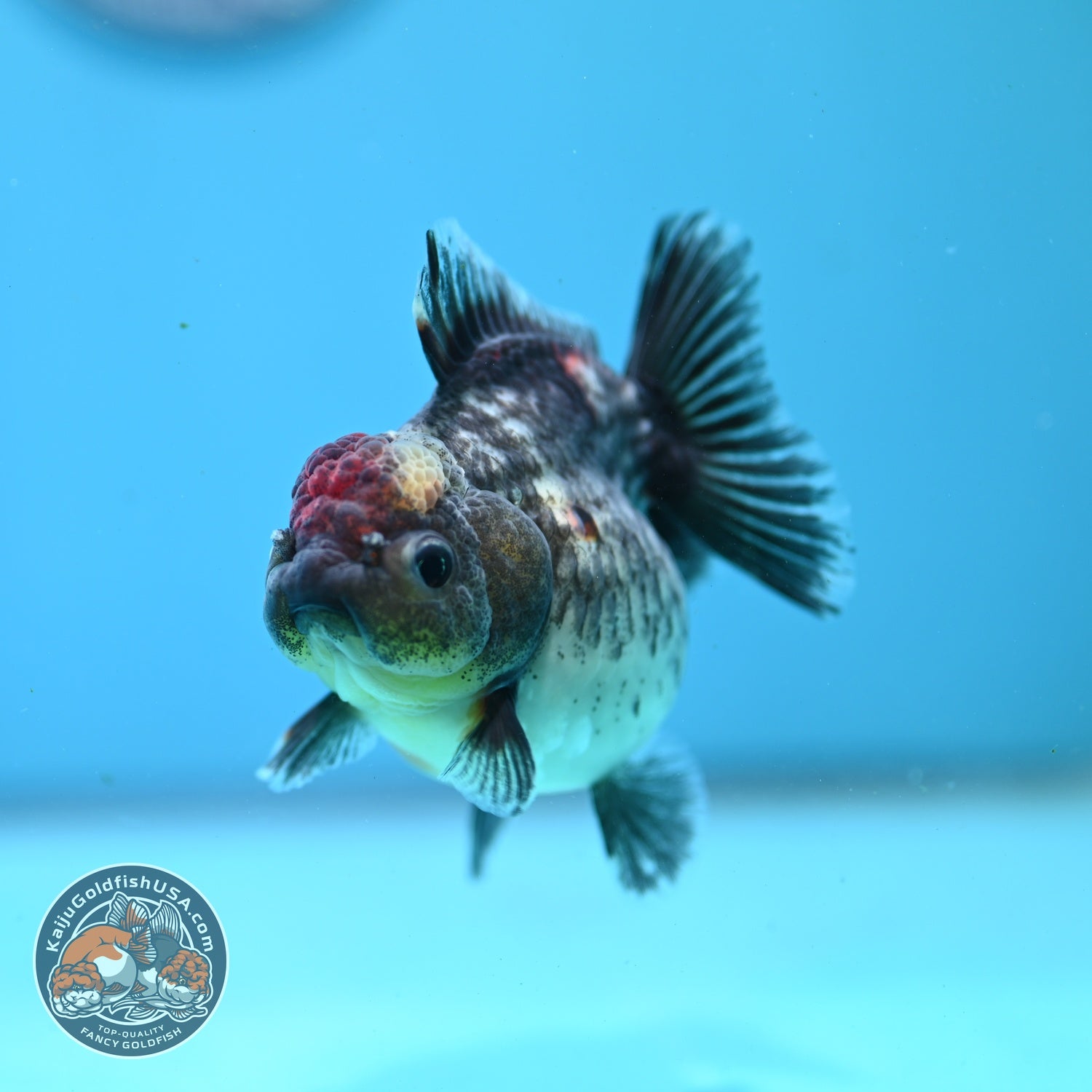 Shogun Kirin Oranda 2.8 inch Body (260814_OR06)