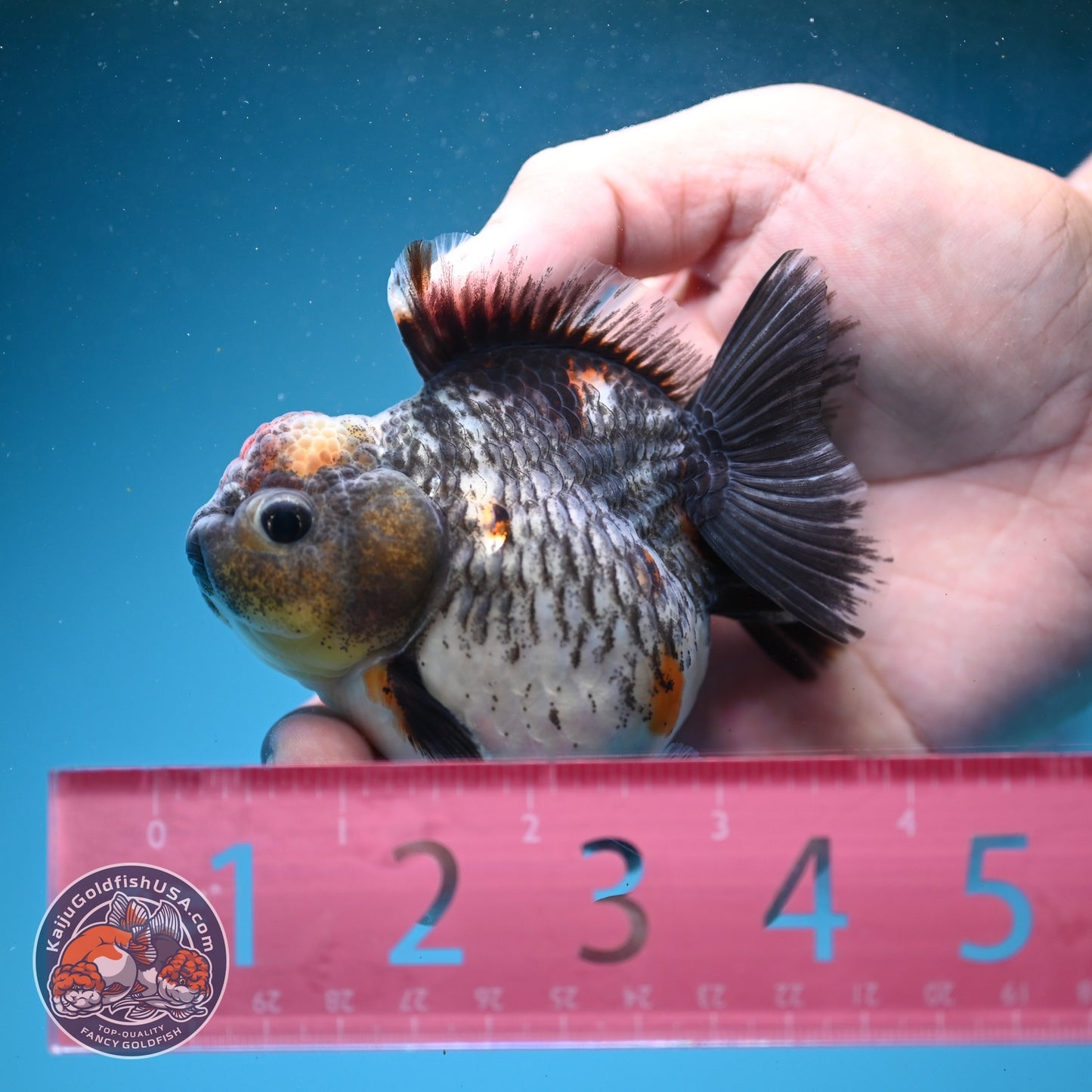 Shogun Kirin Oranda 2.8 inch Body (260814_OR06)